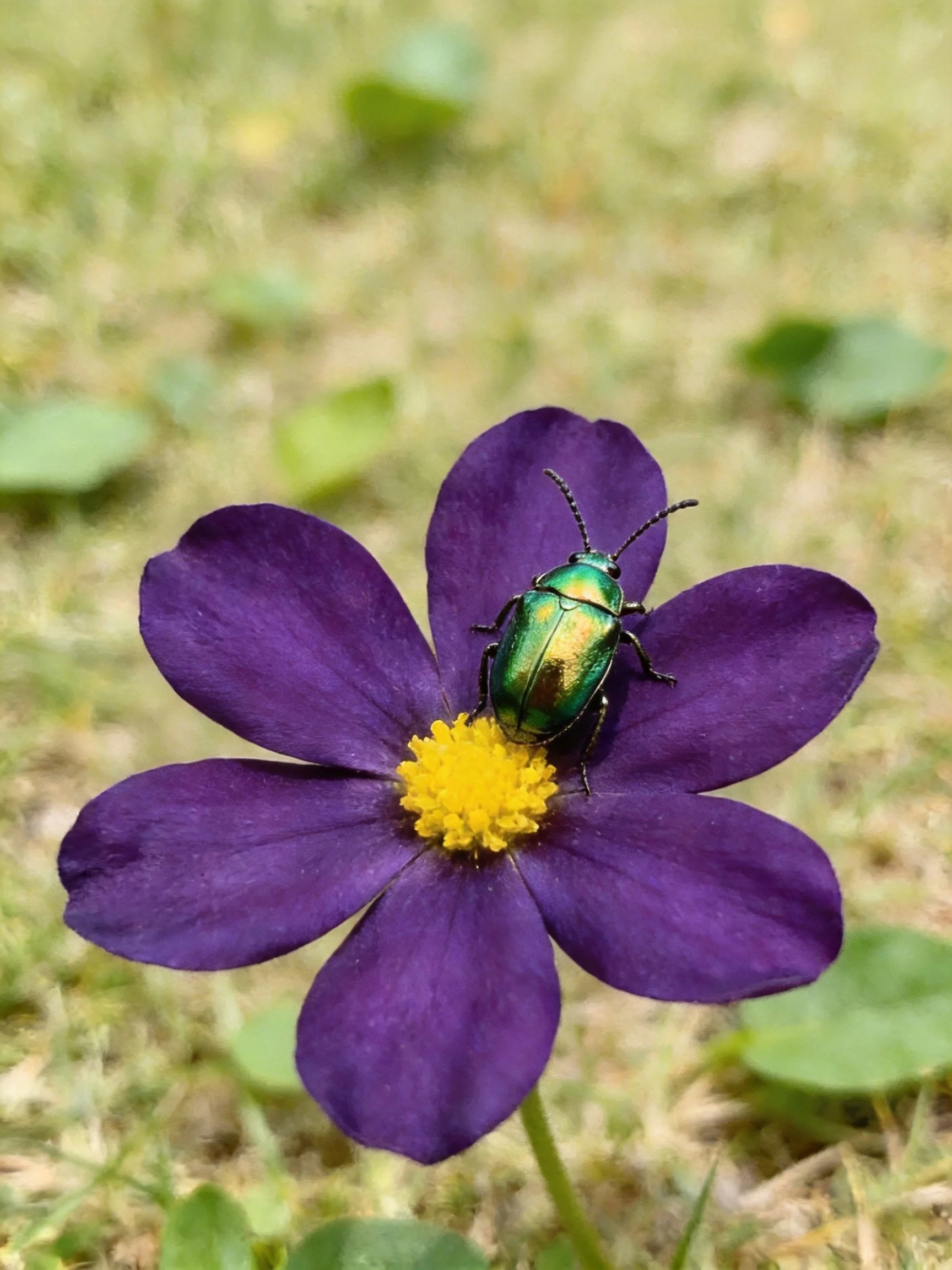 A vibrant purple flower with a metallic green beetle on its yellow center