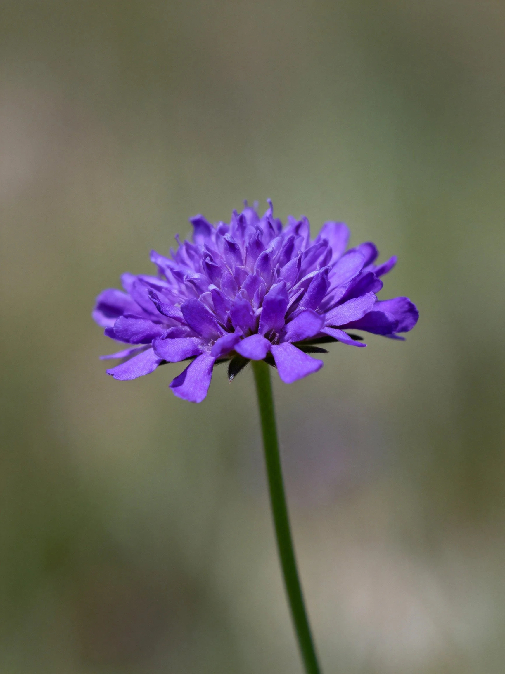 A vibrant purple flower with a slender green stem