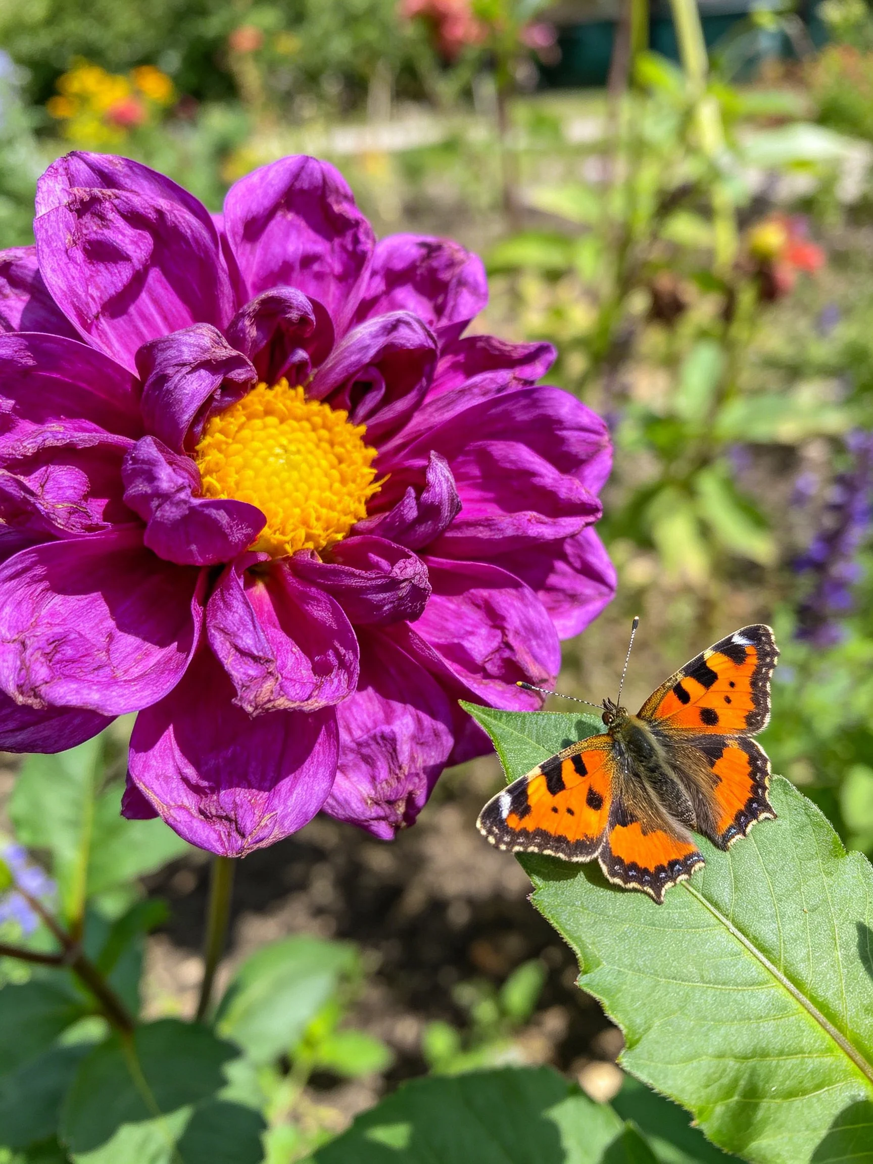 A vibrant purple flower with a yellow center beside a small orange-black butterfly