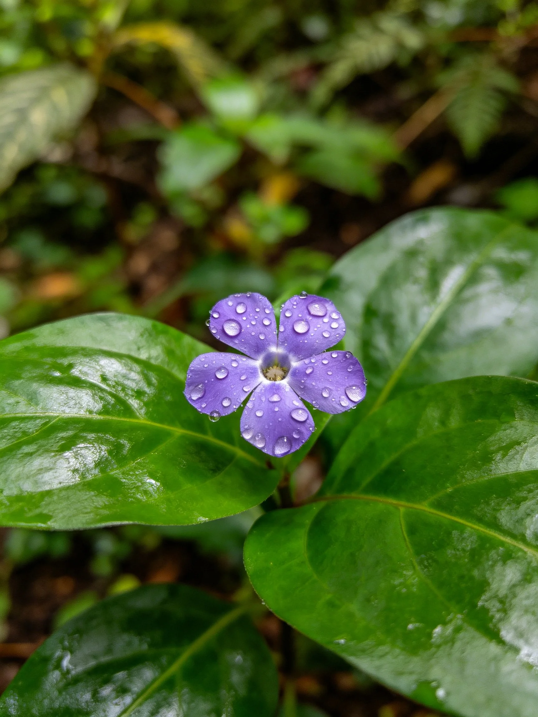 A vibrant purple flower with dewdrops among glossy green leaves