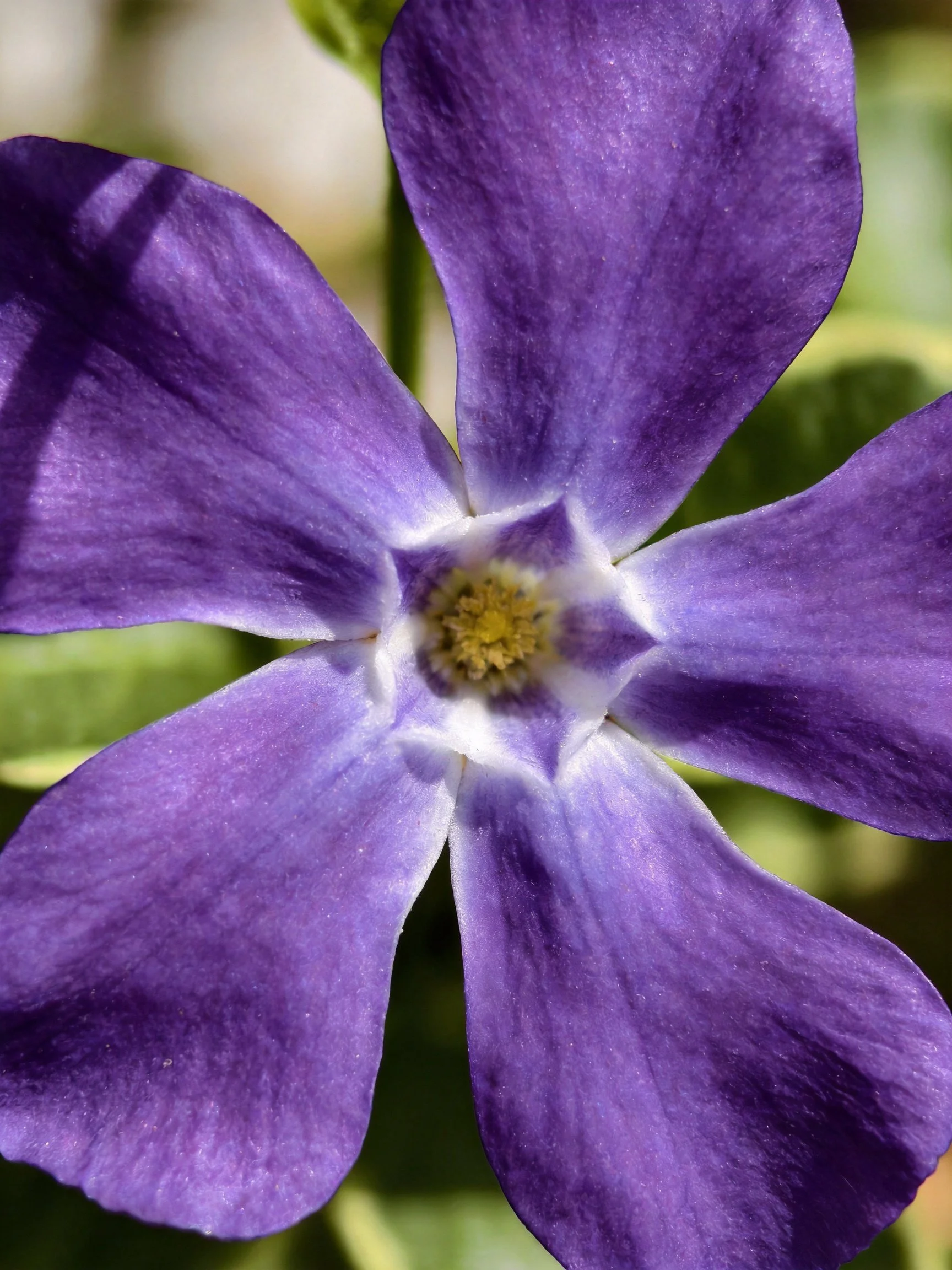 A vibrant purple flower with five broad petals