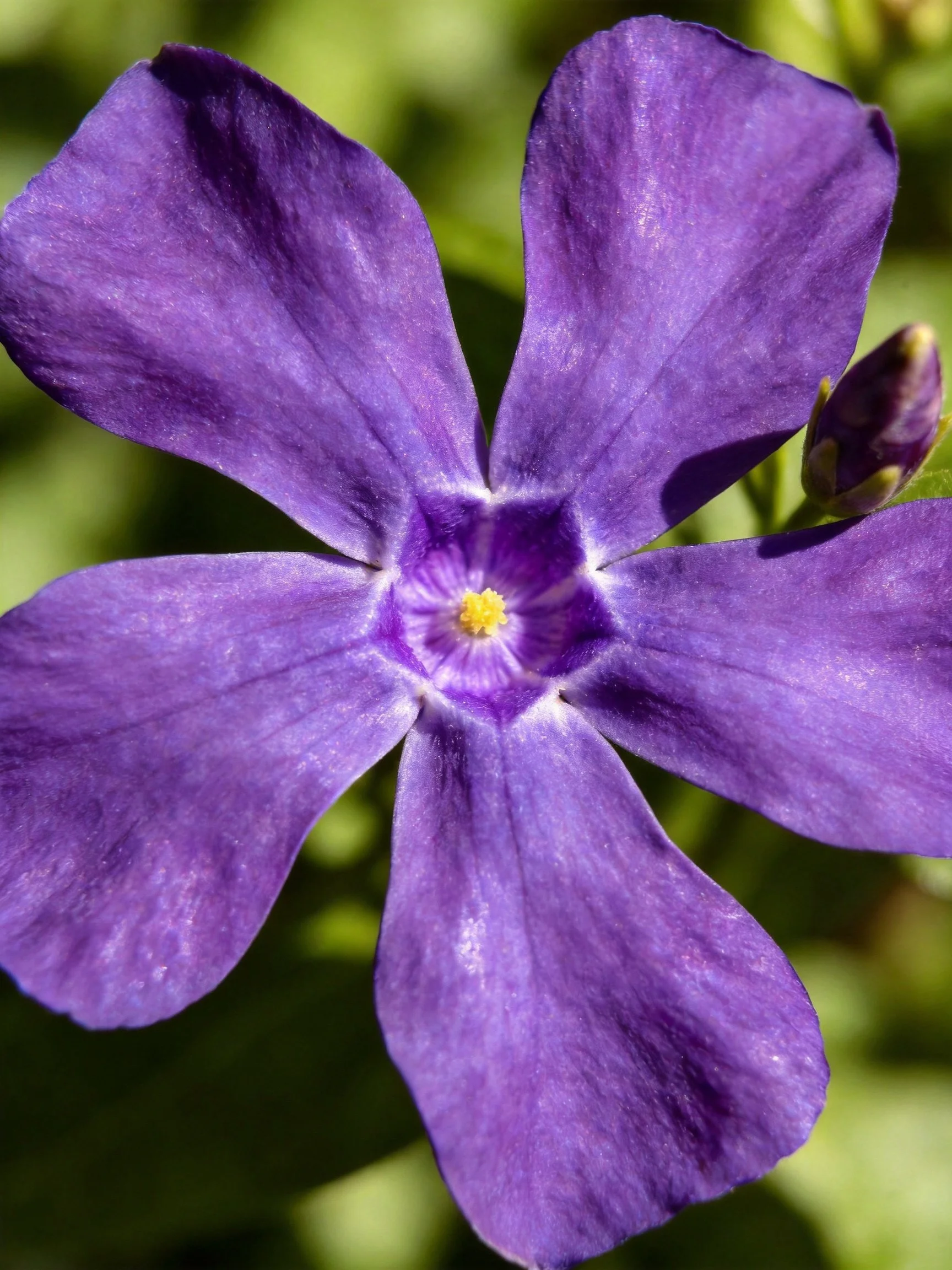 A vibrant purple flower with five broad petals