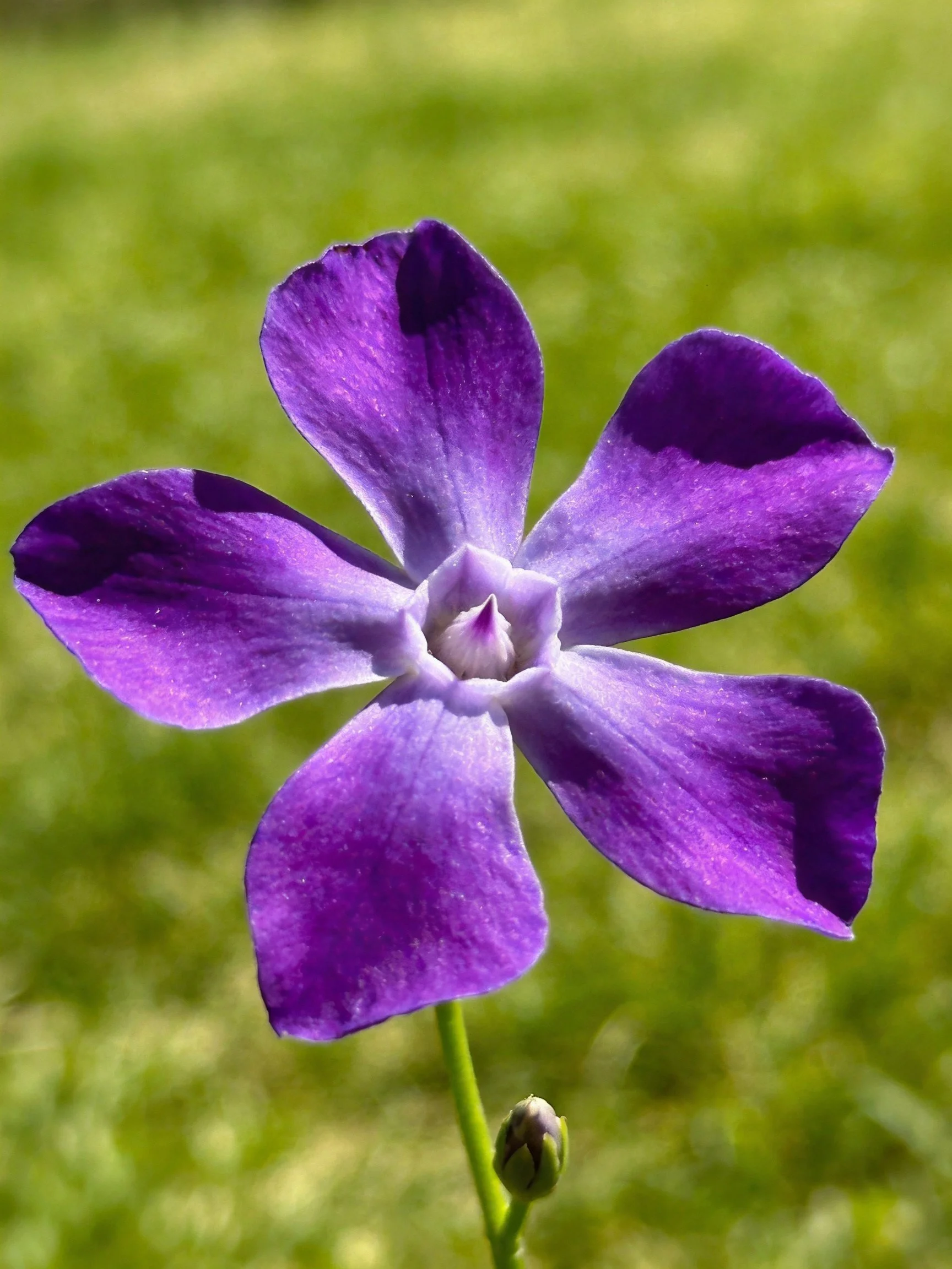 A vibrant purple flower with five petals on a green stem