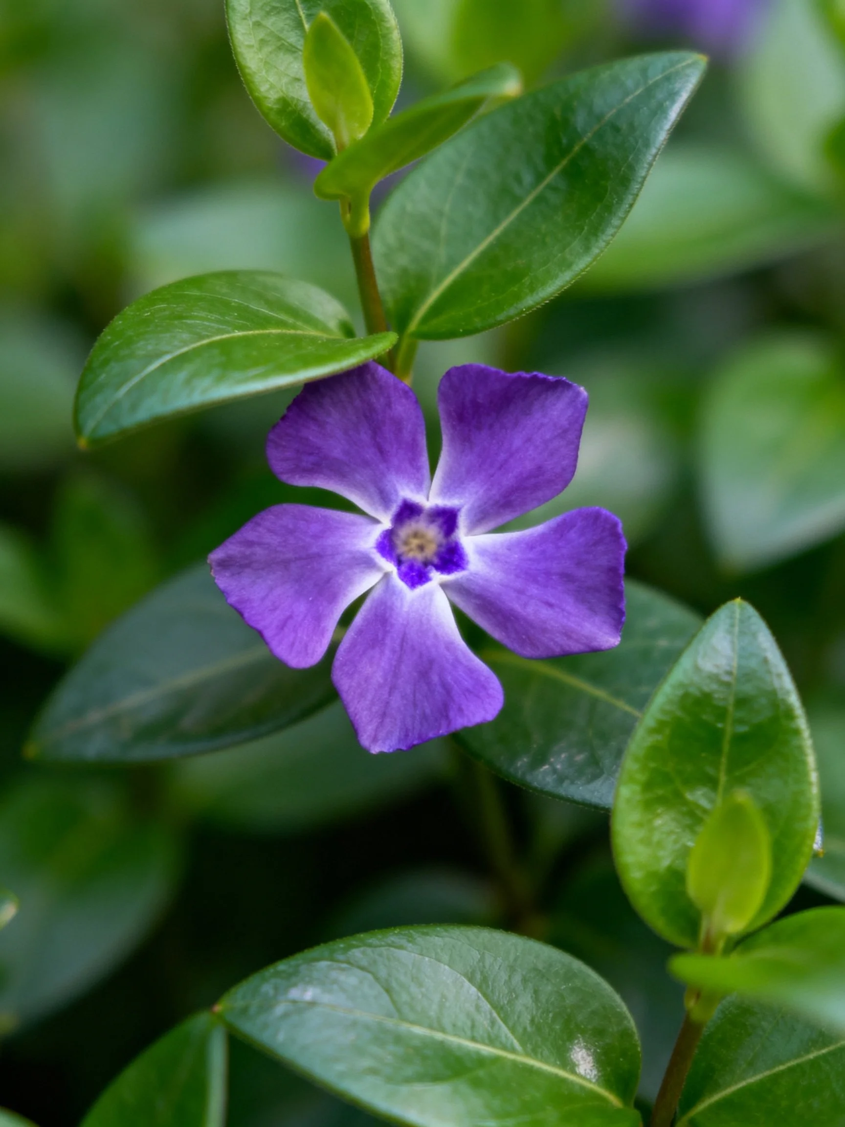 A vibrant purple flower with glossy green foliage