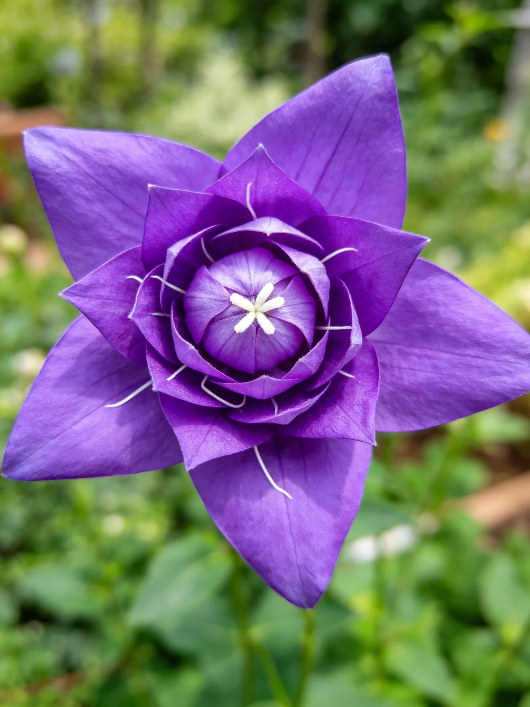 A vibrant purple flower with layered petals and central stamen