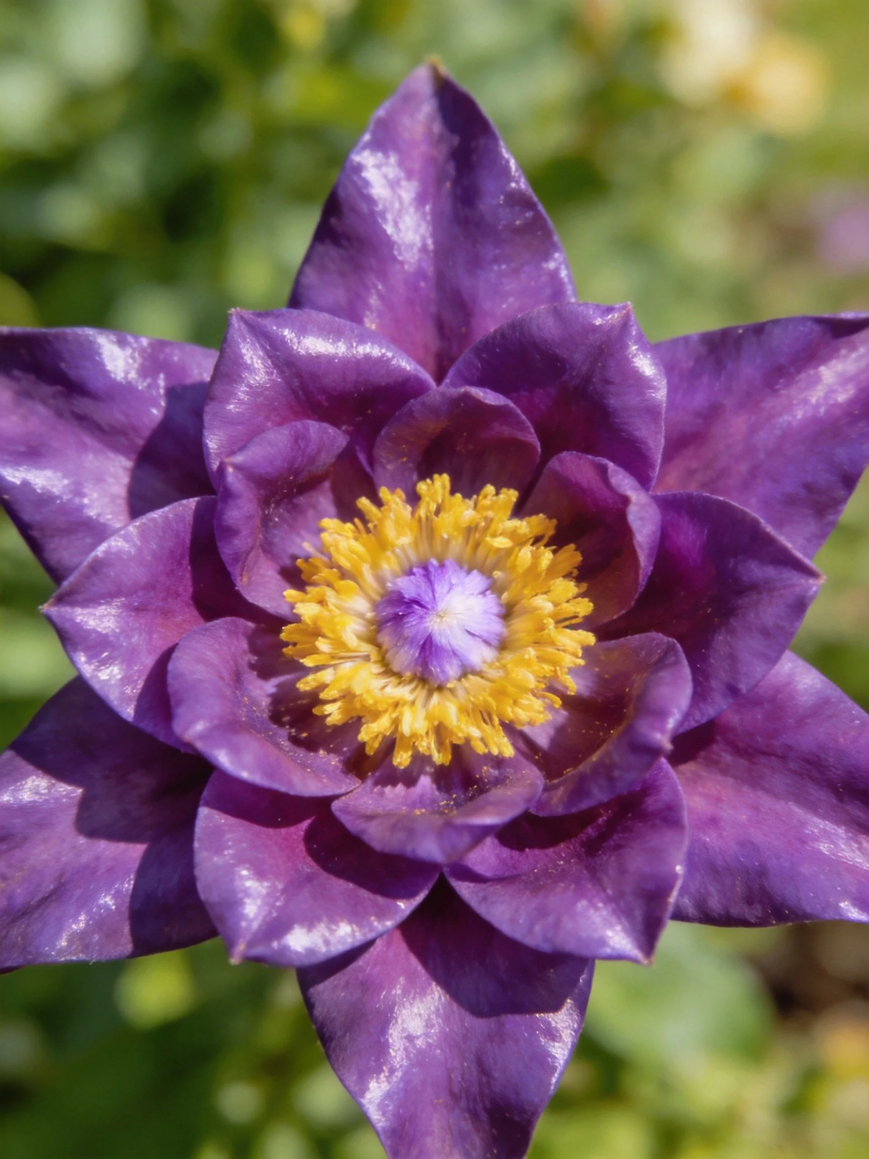 A vibrant purple flower with layered petals and golden-yellow center