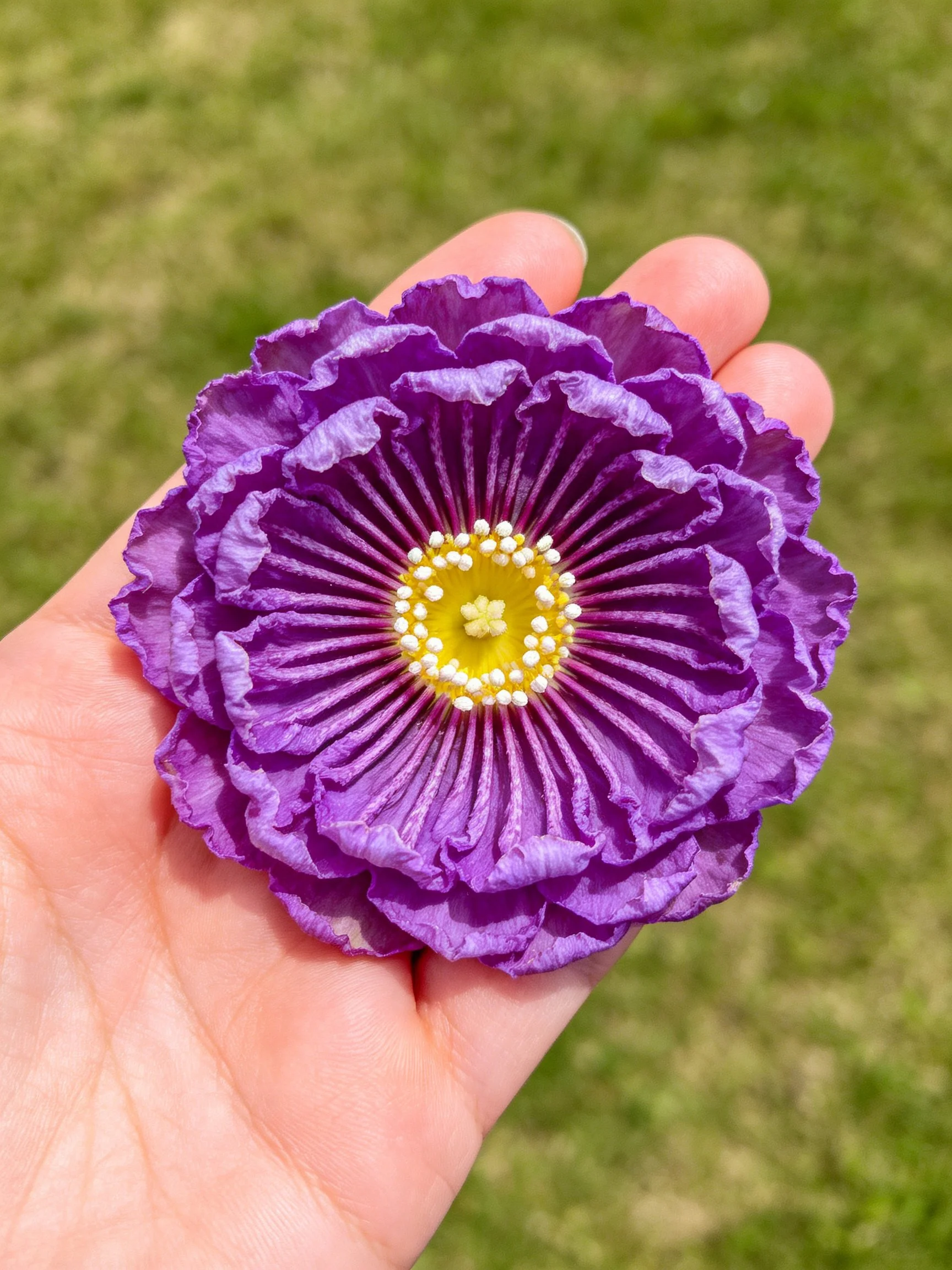 A vibrant purple flower with layered petals in a persons hand