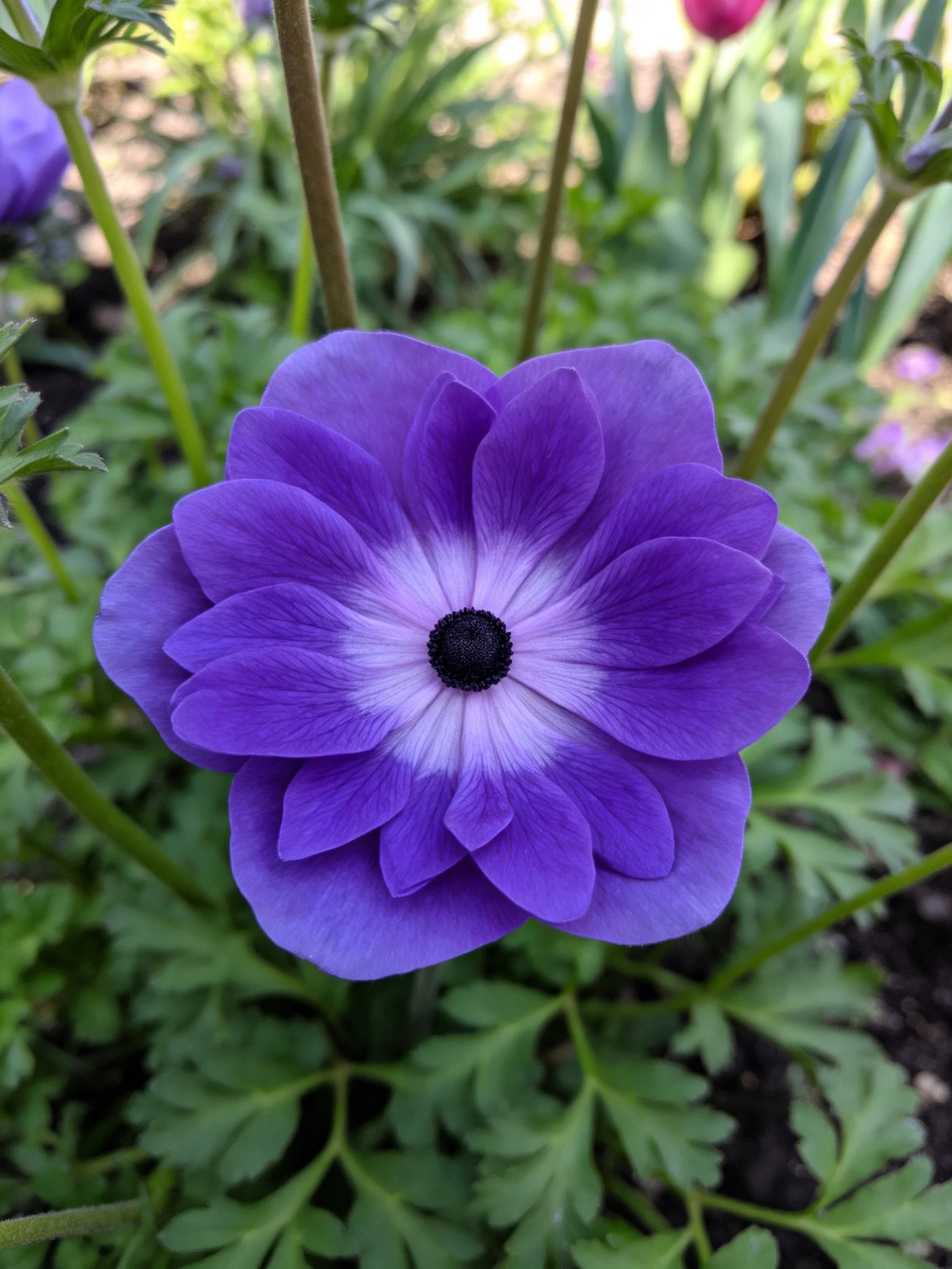 A vibrant purple flower with layered petals surrounded by green foliage