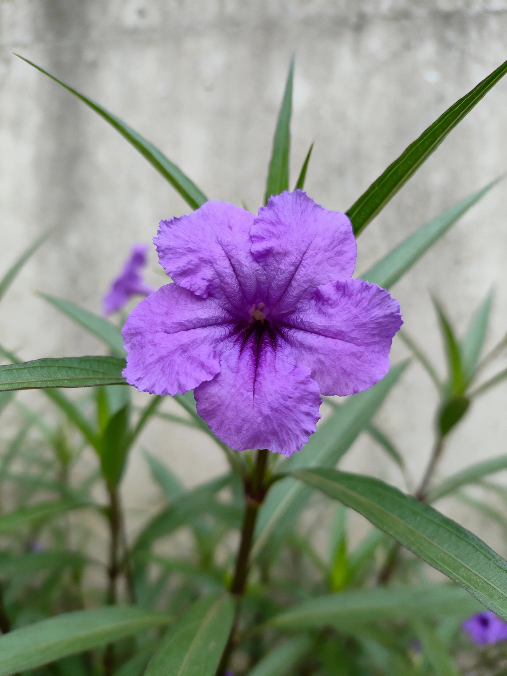 A vibrant purple flower with ruffled petals and long green leaves