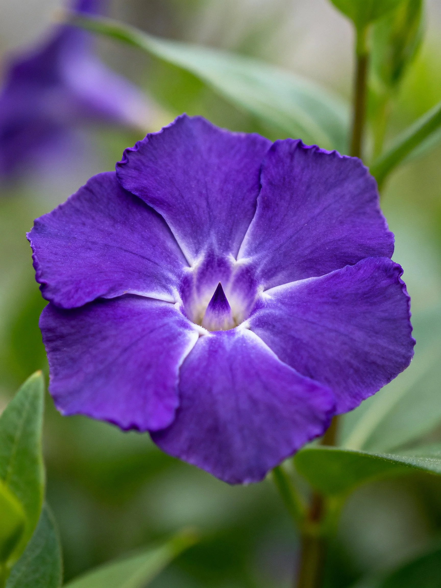 A vibrant purple flower with white accents among green foliage
