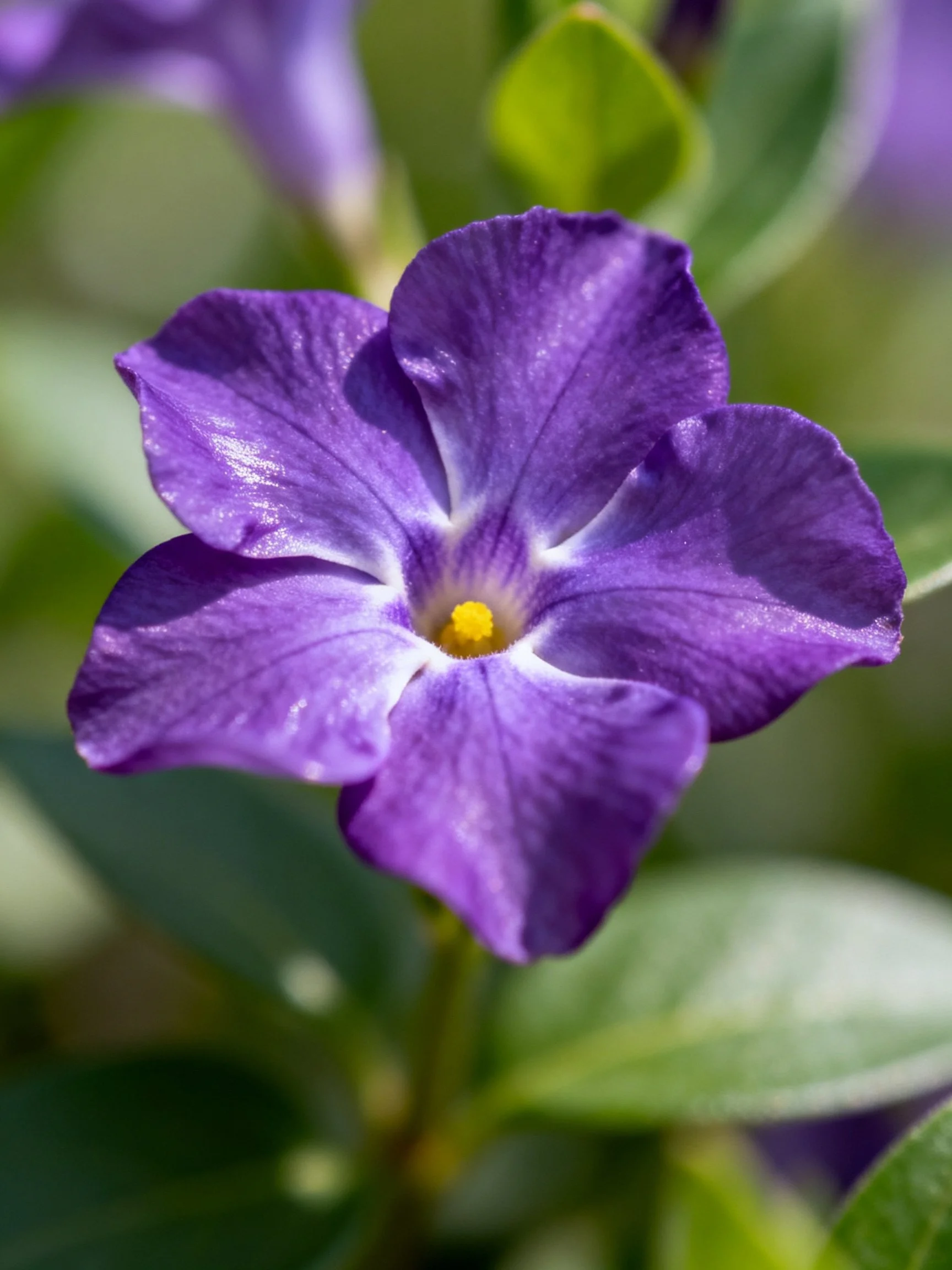 A vibrant purple flower with yellow center and green foliage backdrop
