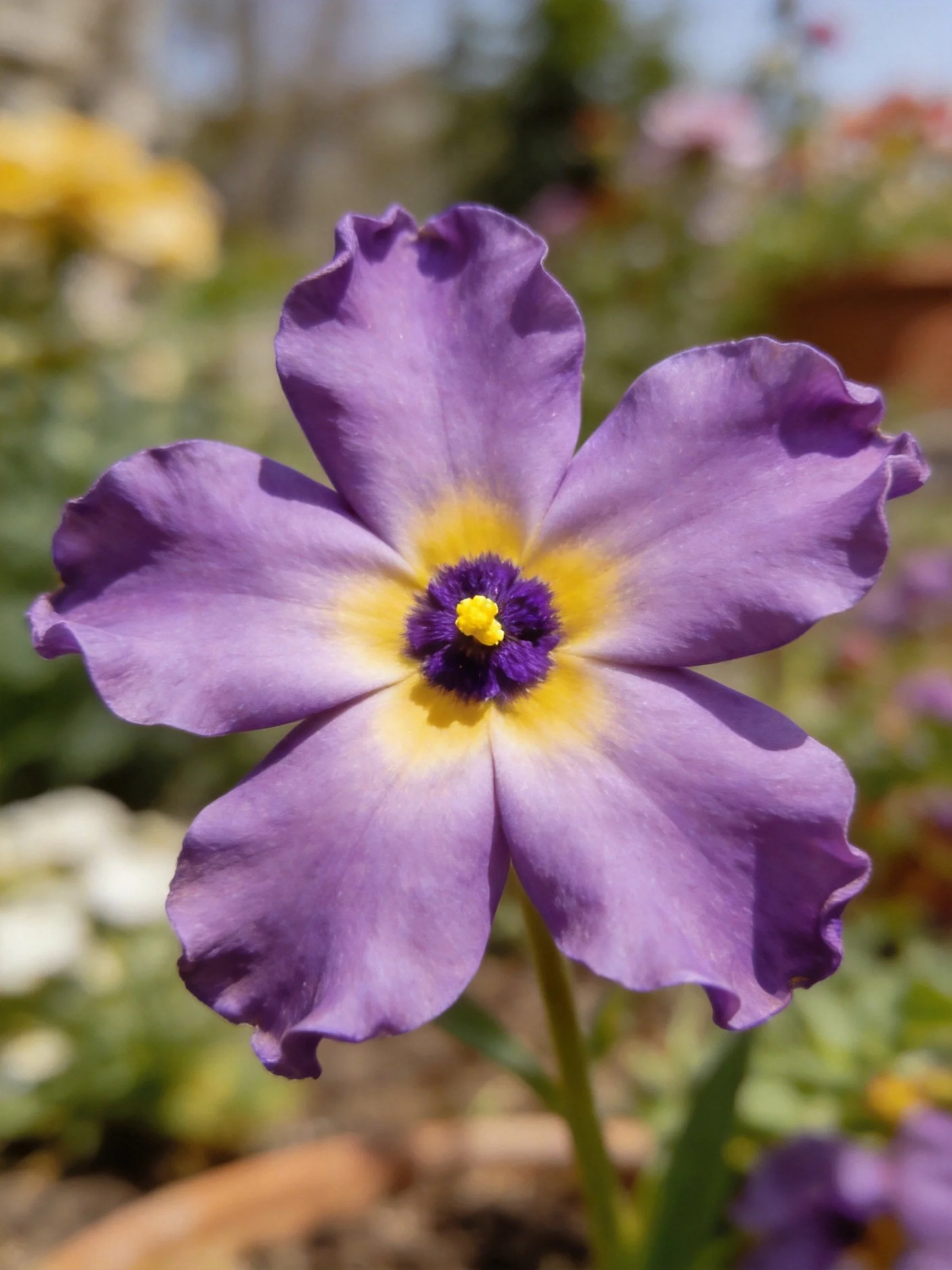 A vibrant purple flower with yellow center in a garden setting