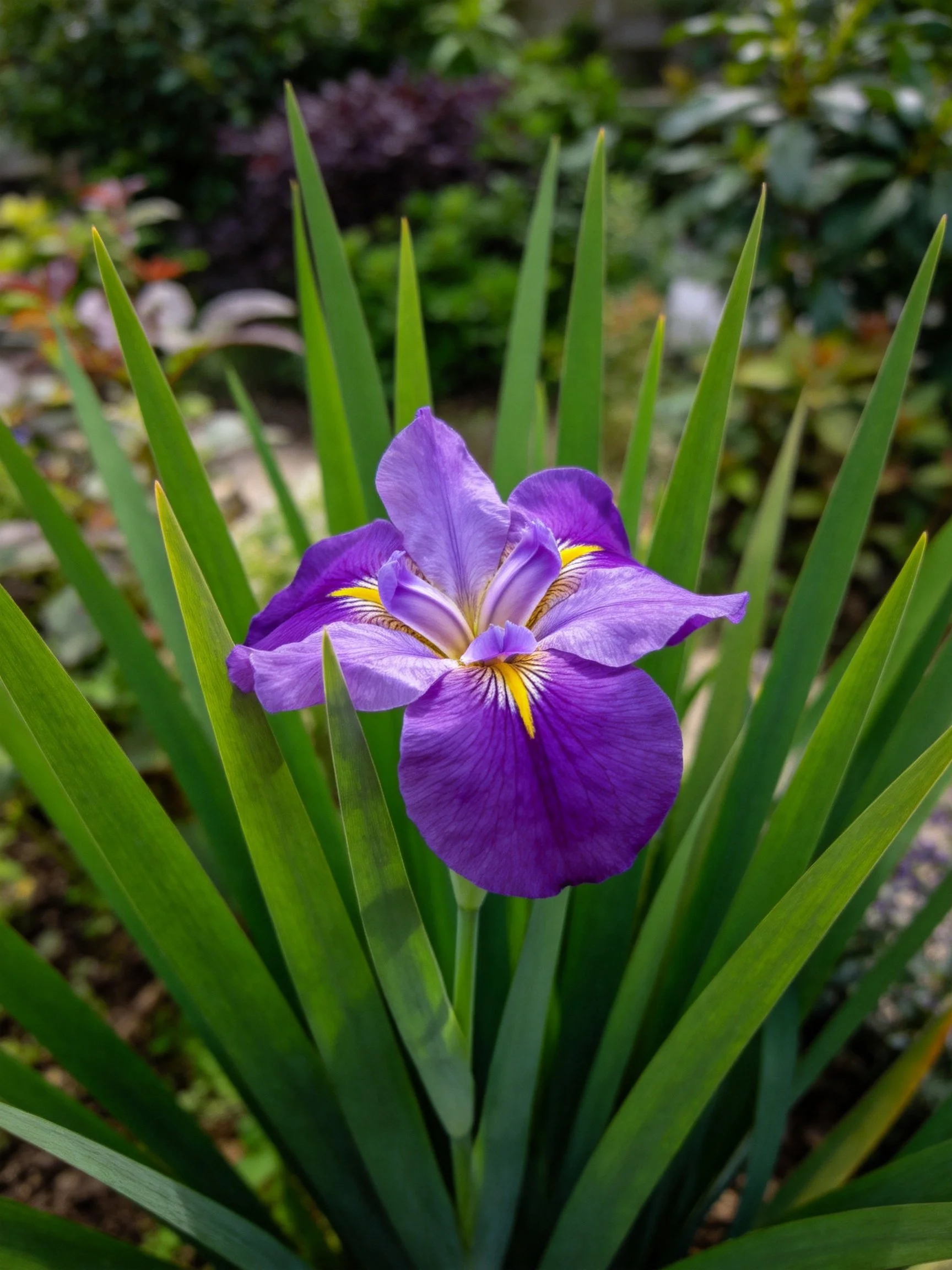 A vibrant purple iris blooms amid long green foliage