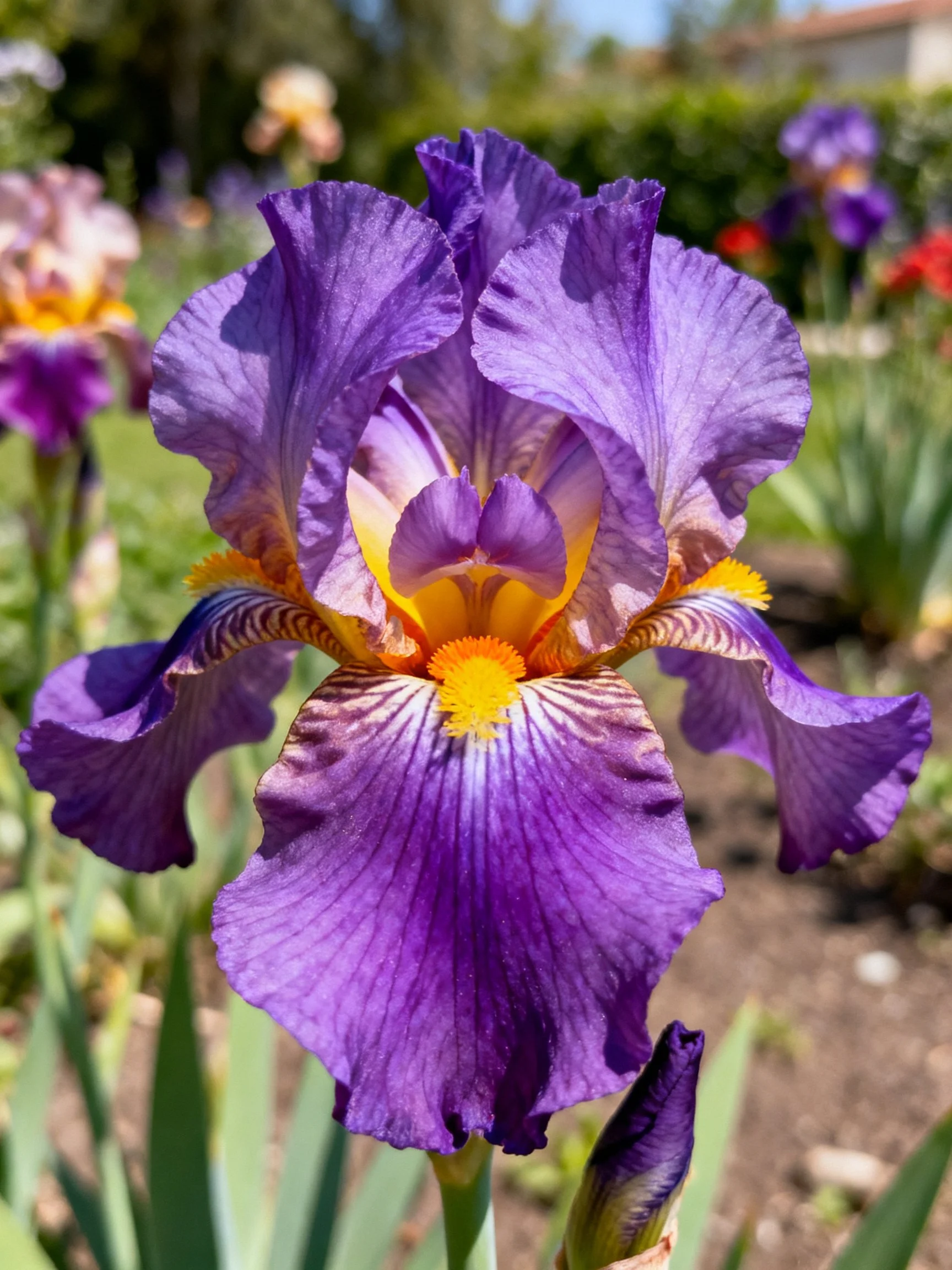 A vibrant purple iris blooms in a sunlit garden