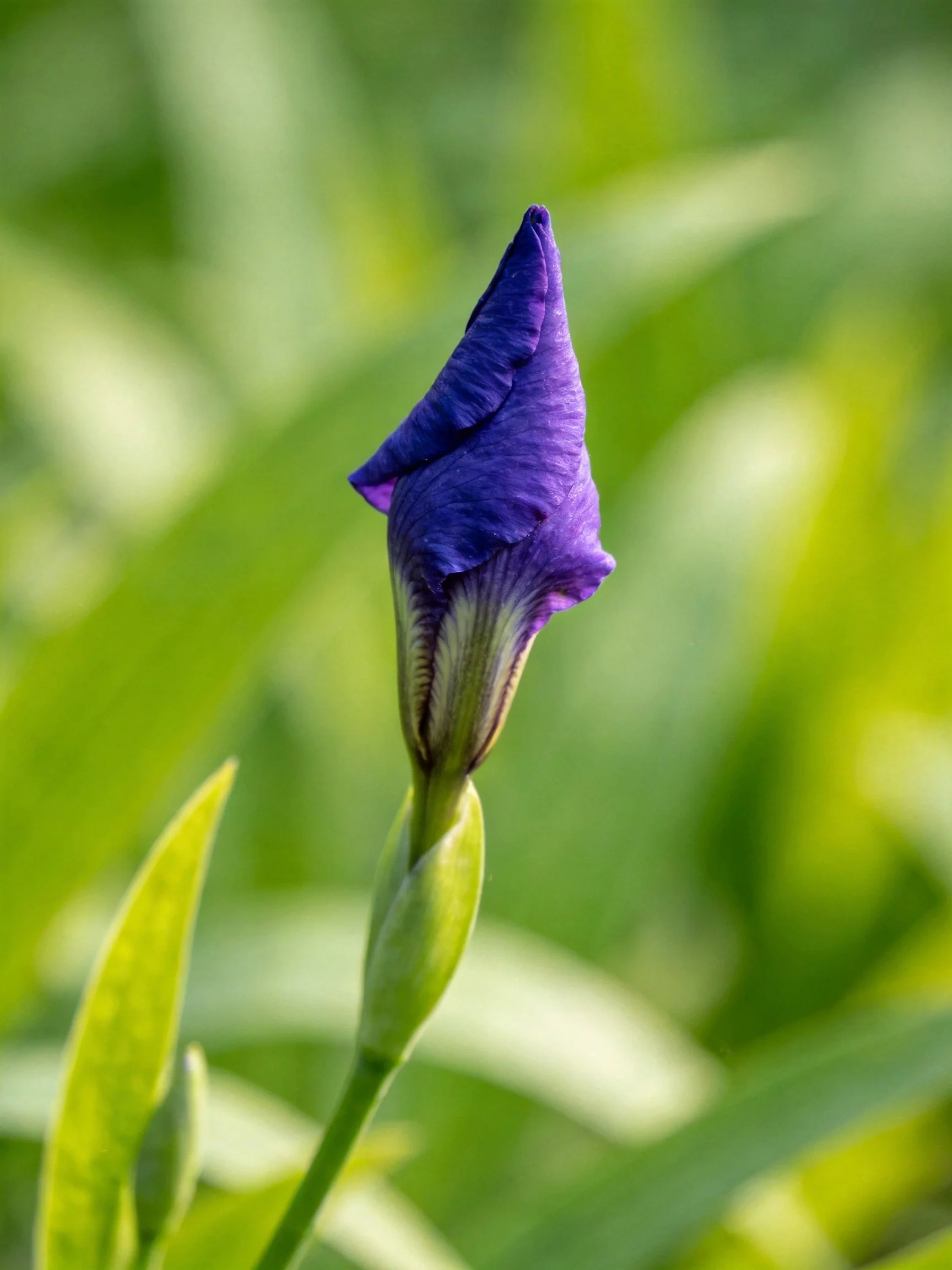 A vibrant purple iris bud amid blurred green foliage