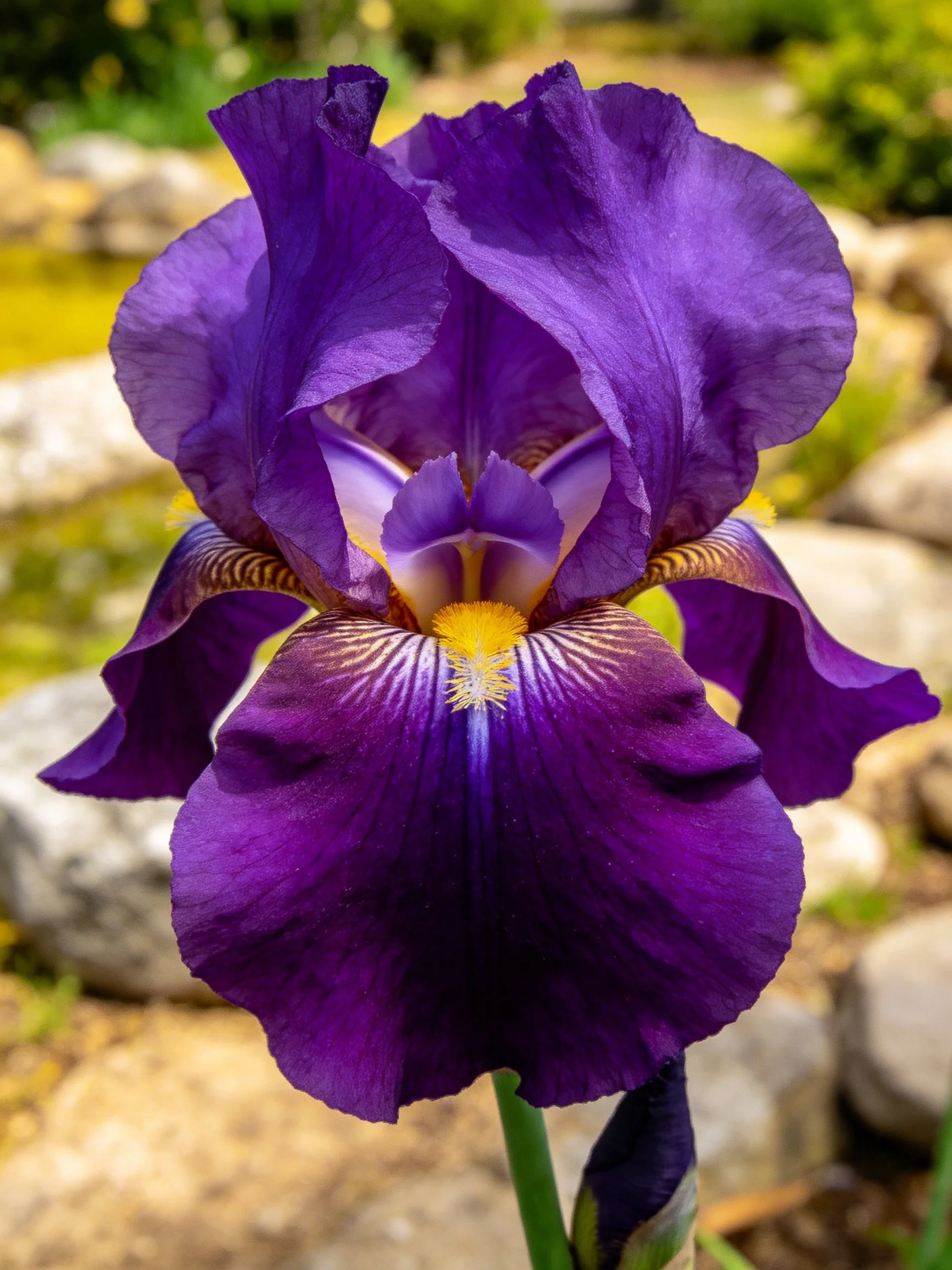 A vibrant purple iris flower with yellow center
