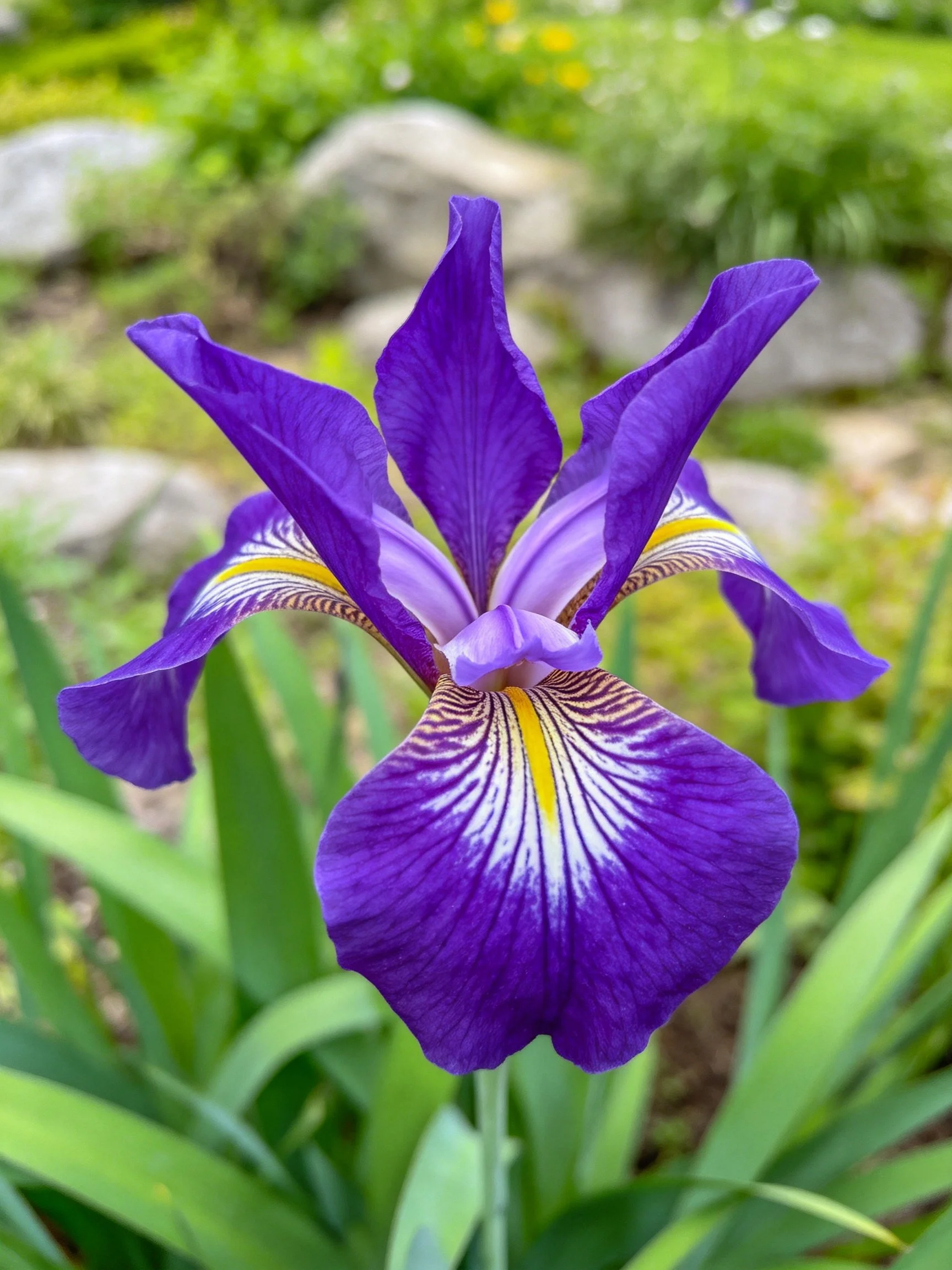 A vibrant purple iris with yellow and white petal markings