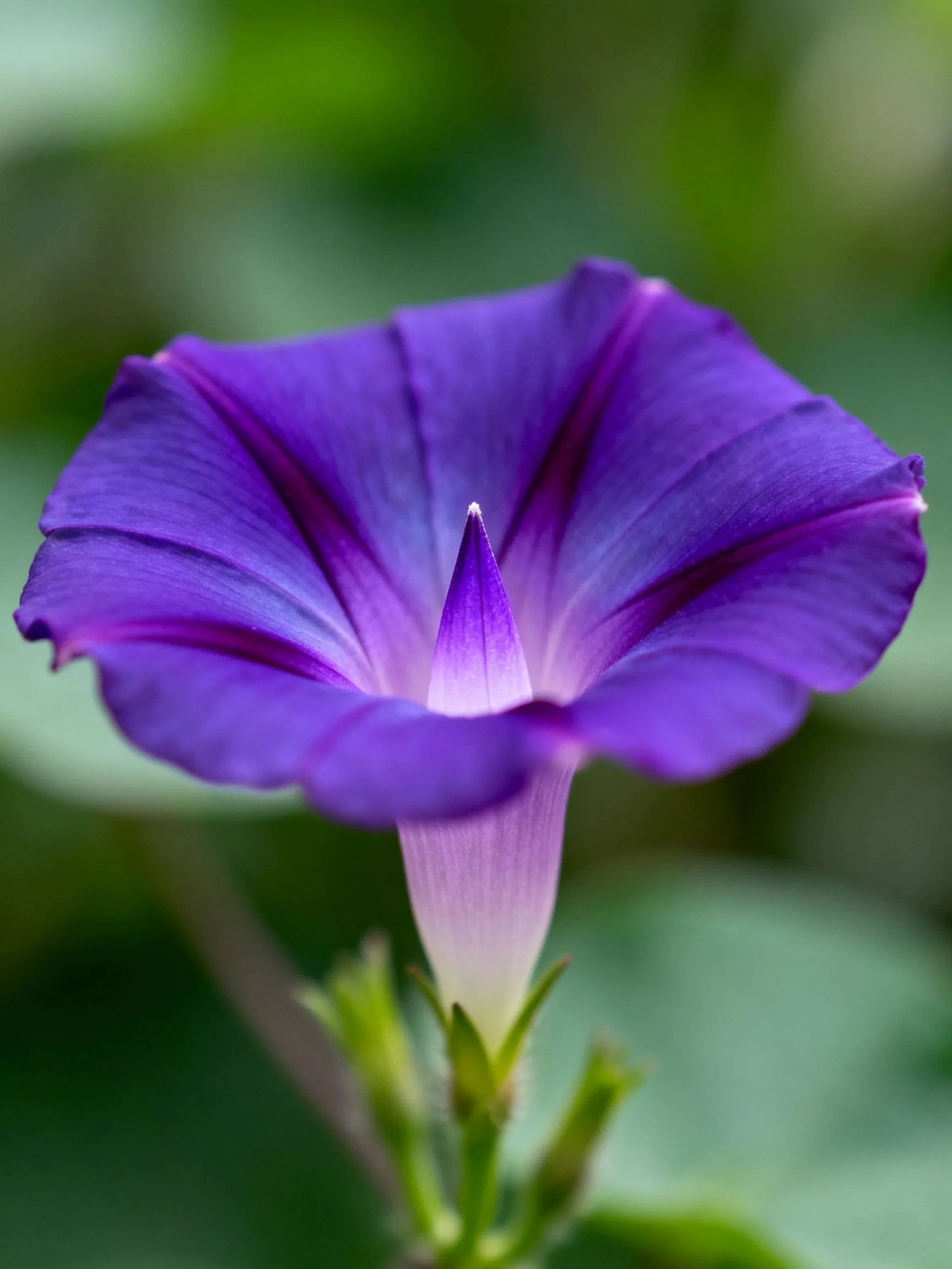 A vibrant purple morning glory flower in sharp focus