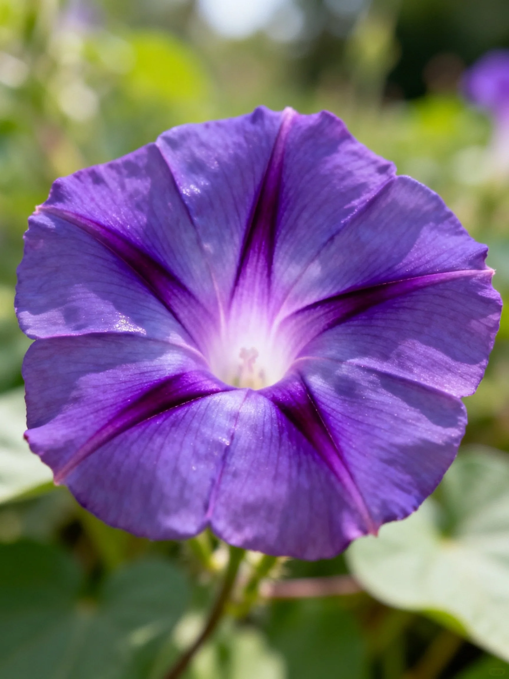A vibrant purple morning glory flower in sharp focus