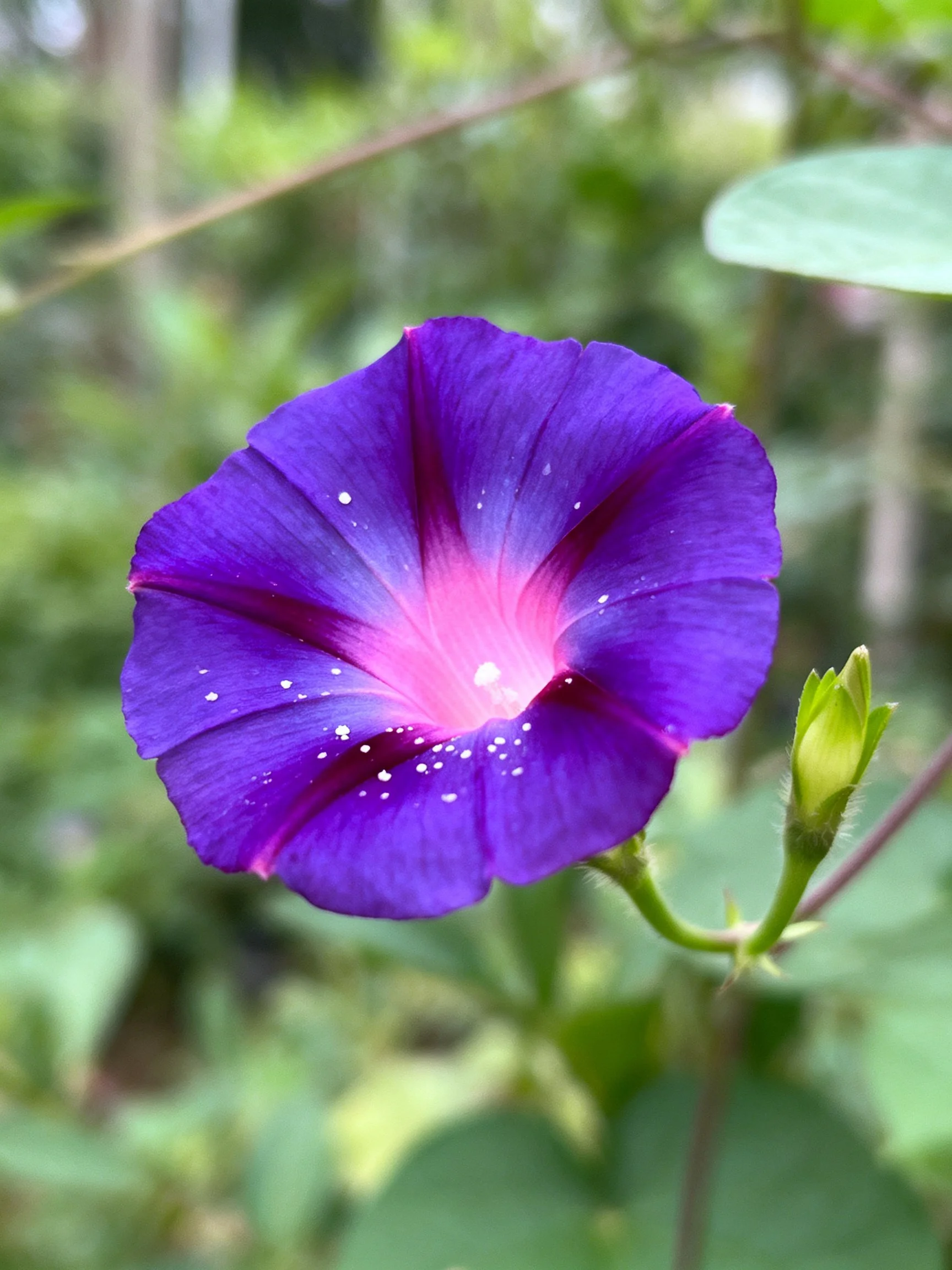 A vibrant purple morning glory with pink center and water droplets