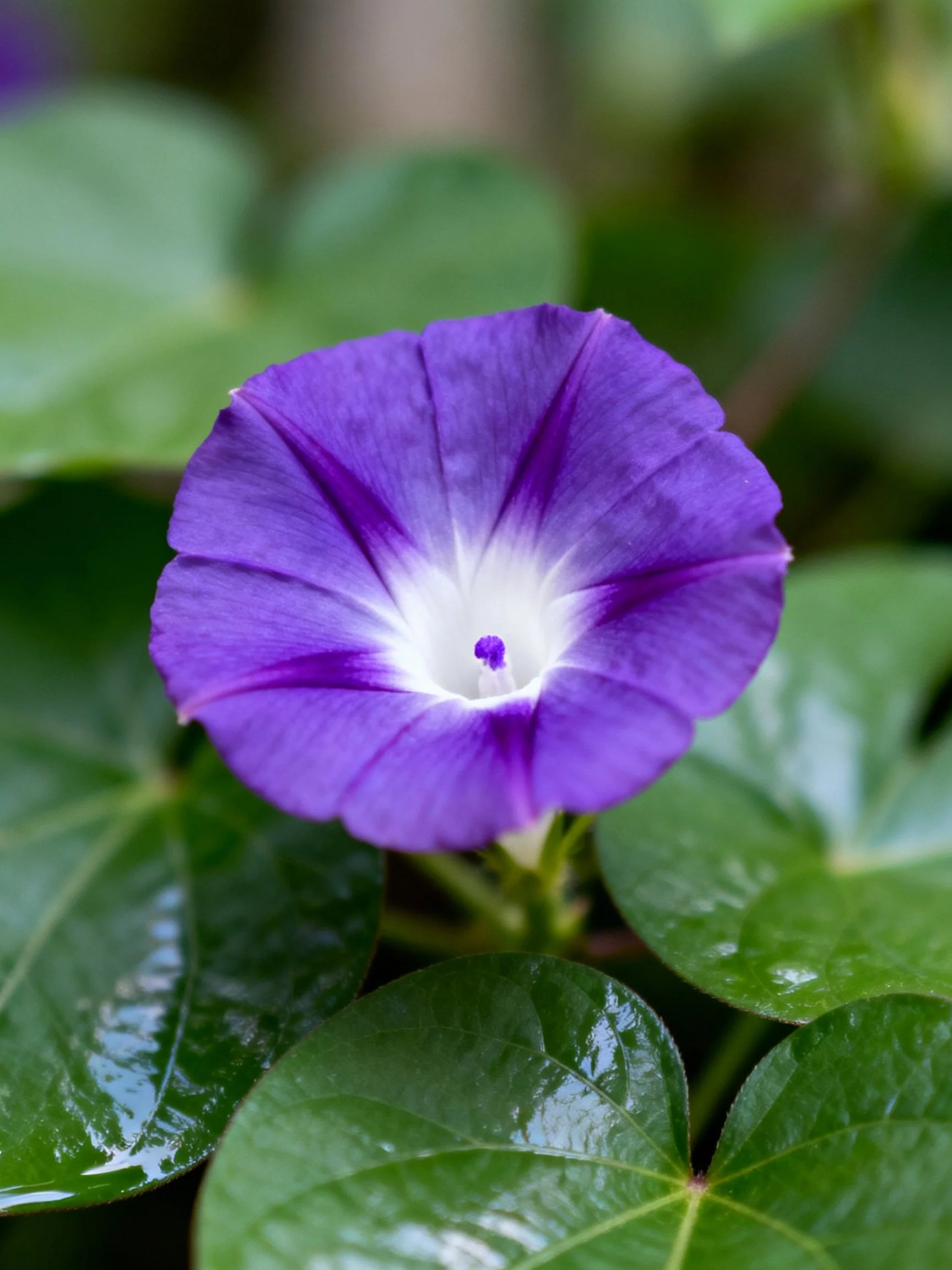 A vibrant purple morning glory with white center amidglossy green foliage