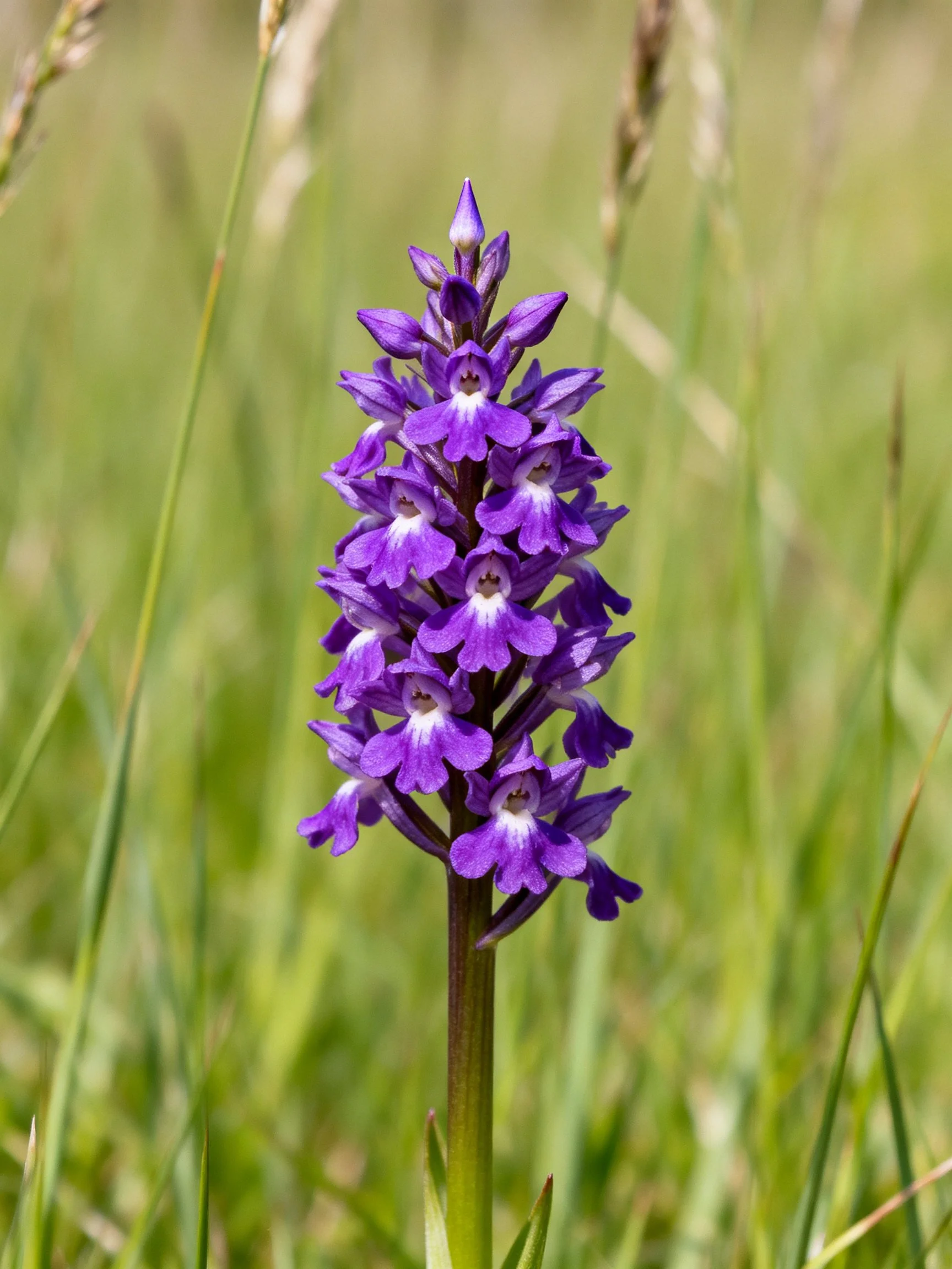 A vibrant purple orchid blooms amid tall green grass