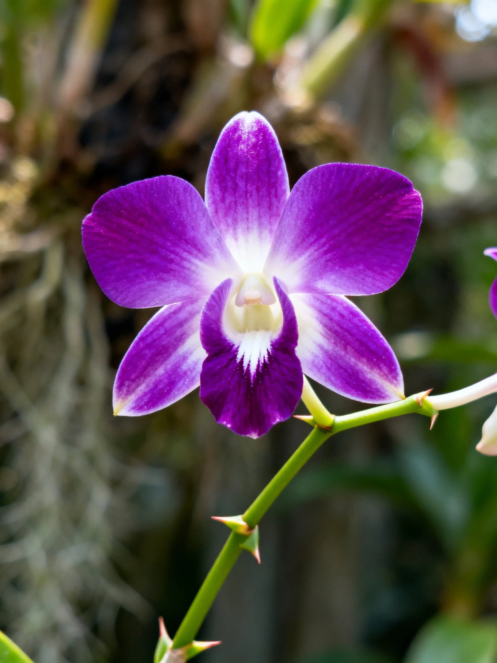A vibrant purple orchid blooms with white accents
