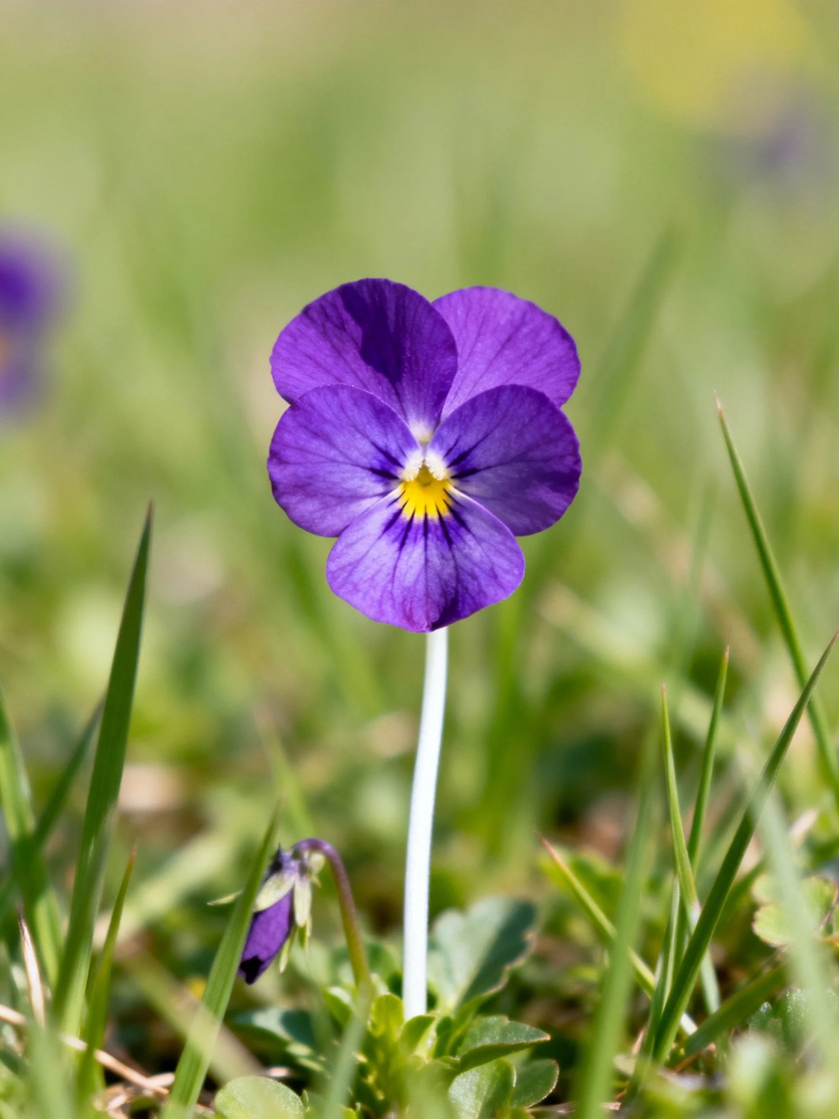 A vibrant purple pansy blooms among lush green grass