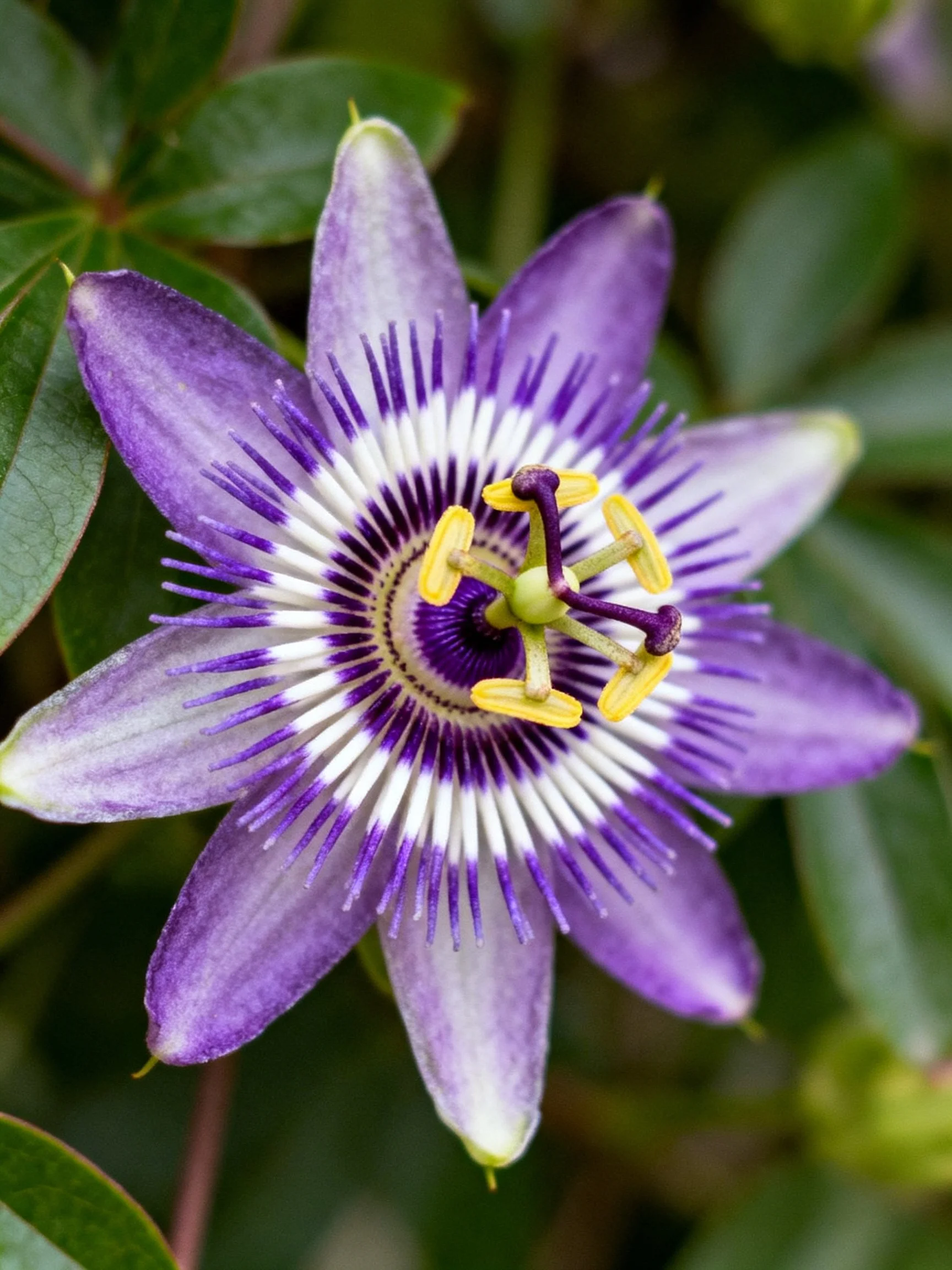 A vibrant purple passionflower with intricate petal patterns