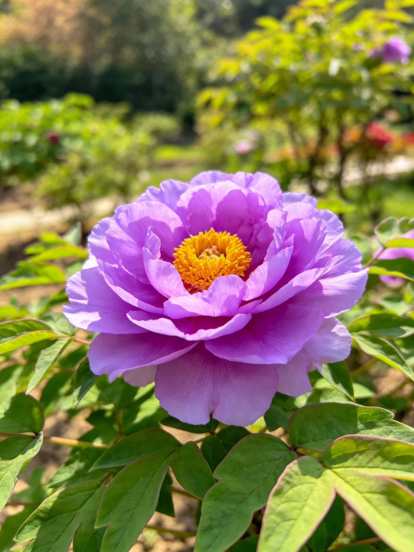 A vibrant purple peony with layered petals and golden center