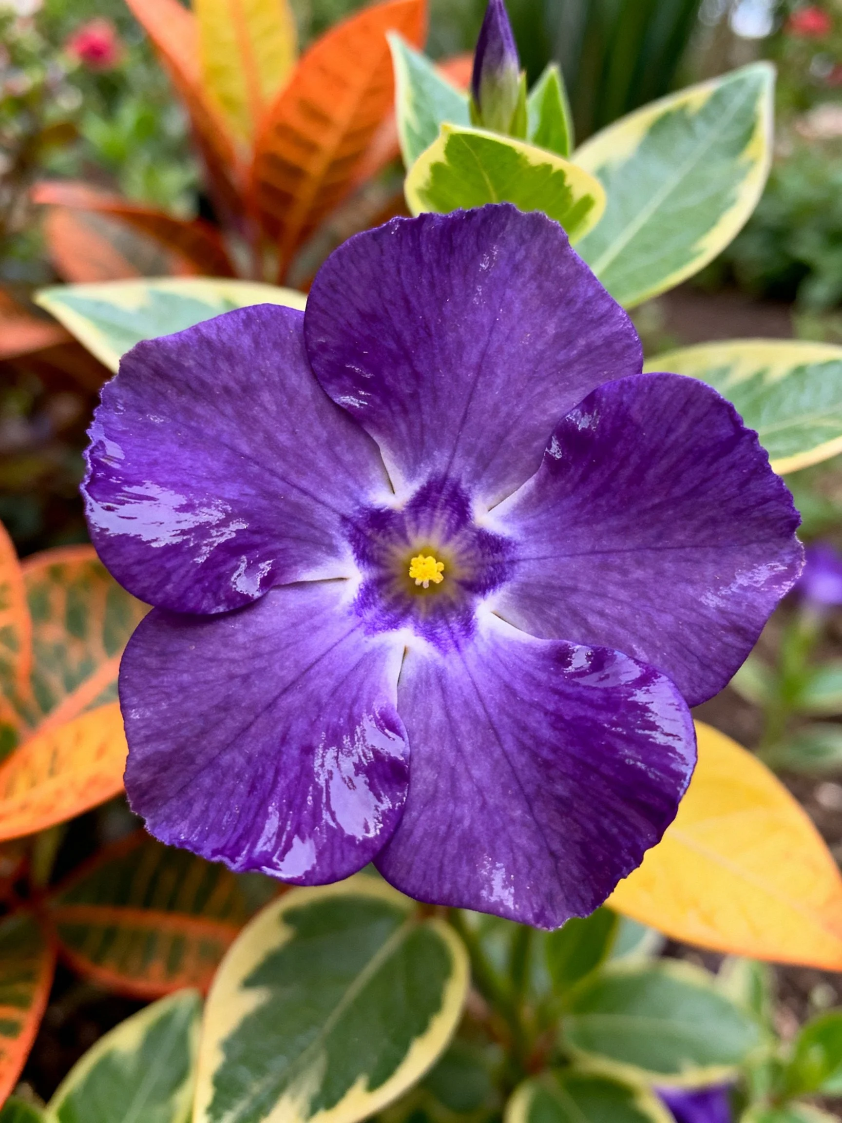 A vibrant purple petunia blooms among multicolored foliage
