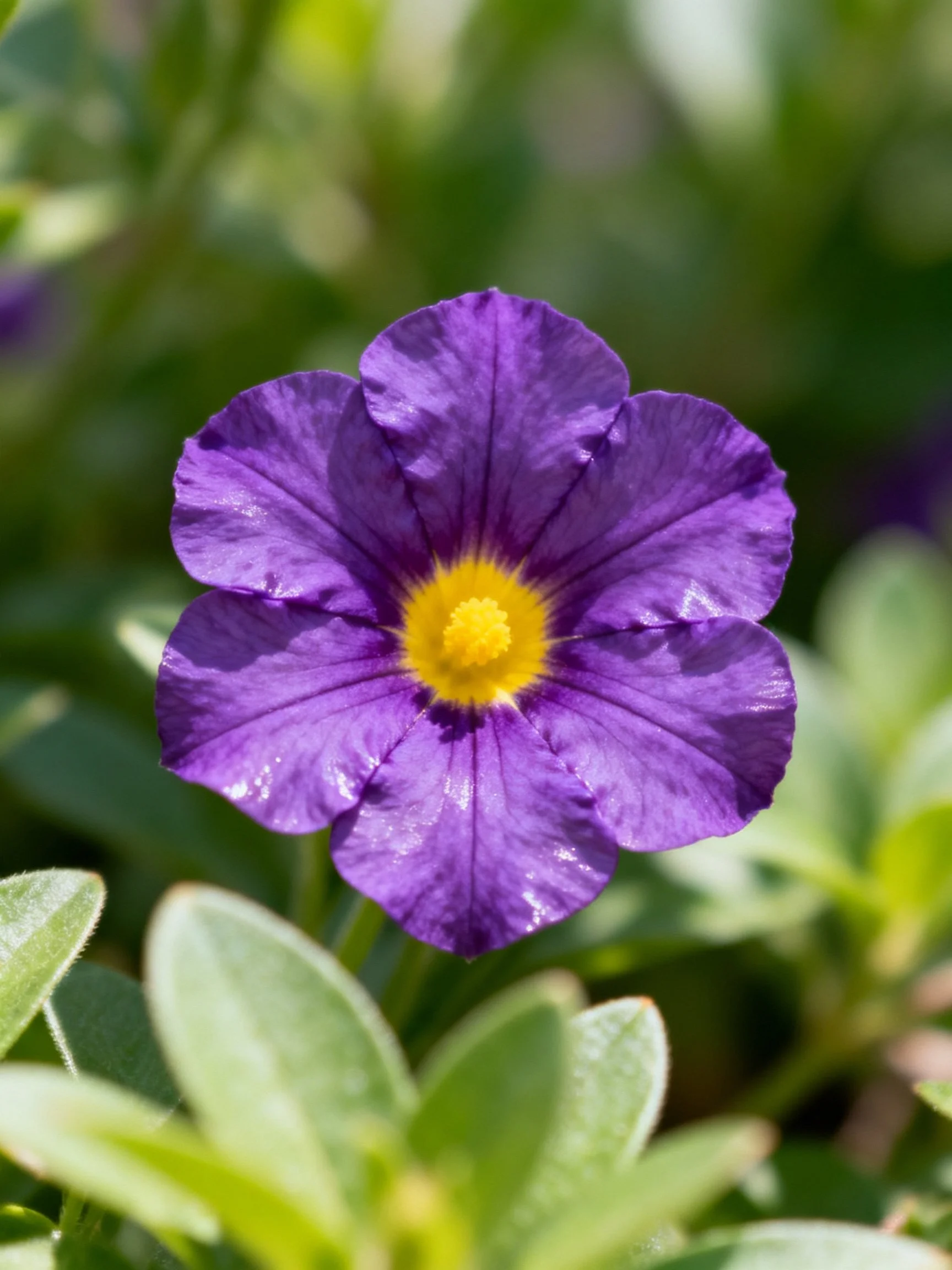 A vibrant purple petunia with a bright yellow center