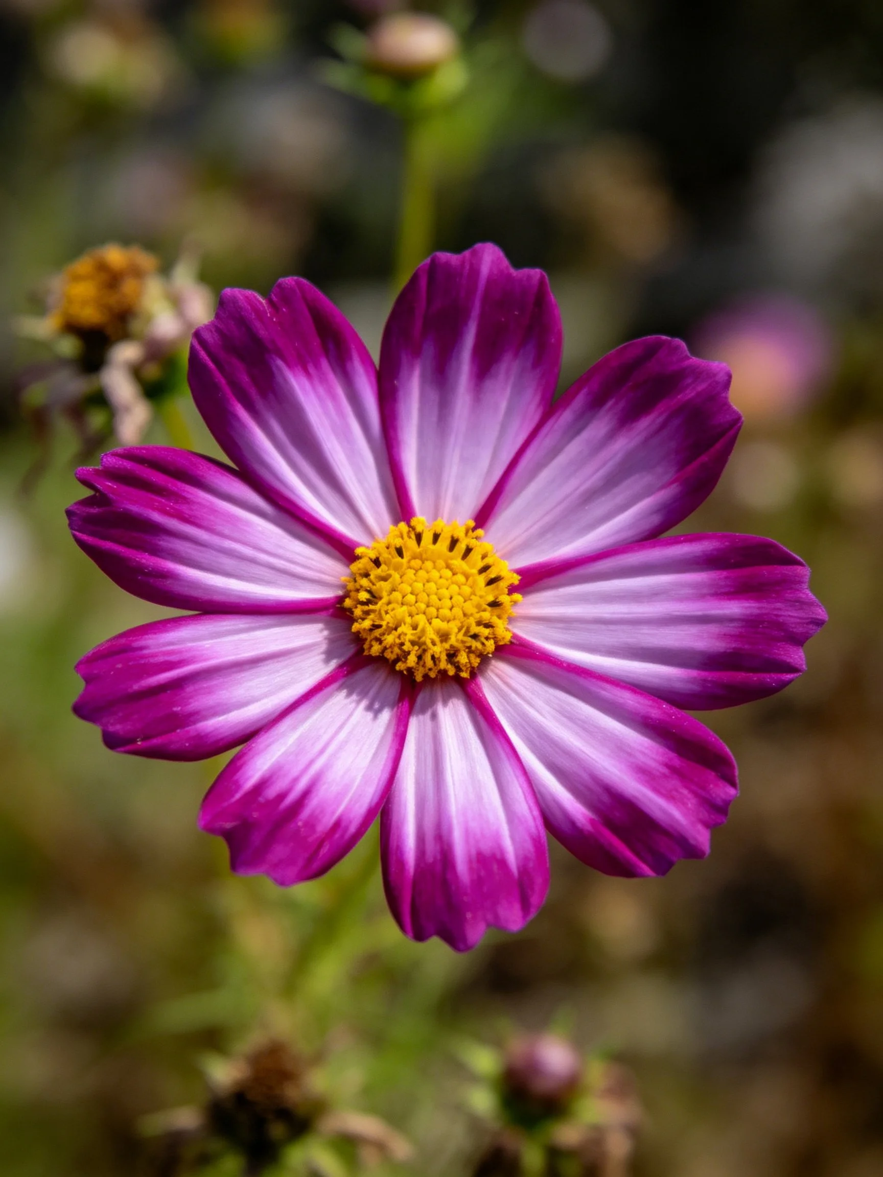 A vibrant purple-pink cosmos flower with golden center