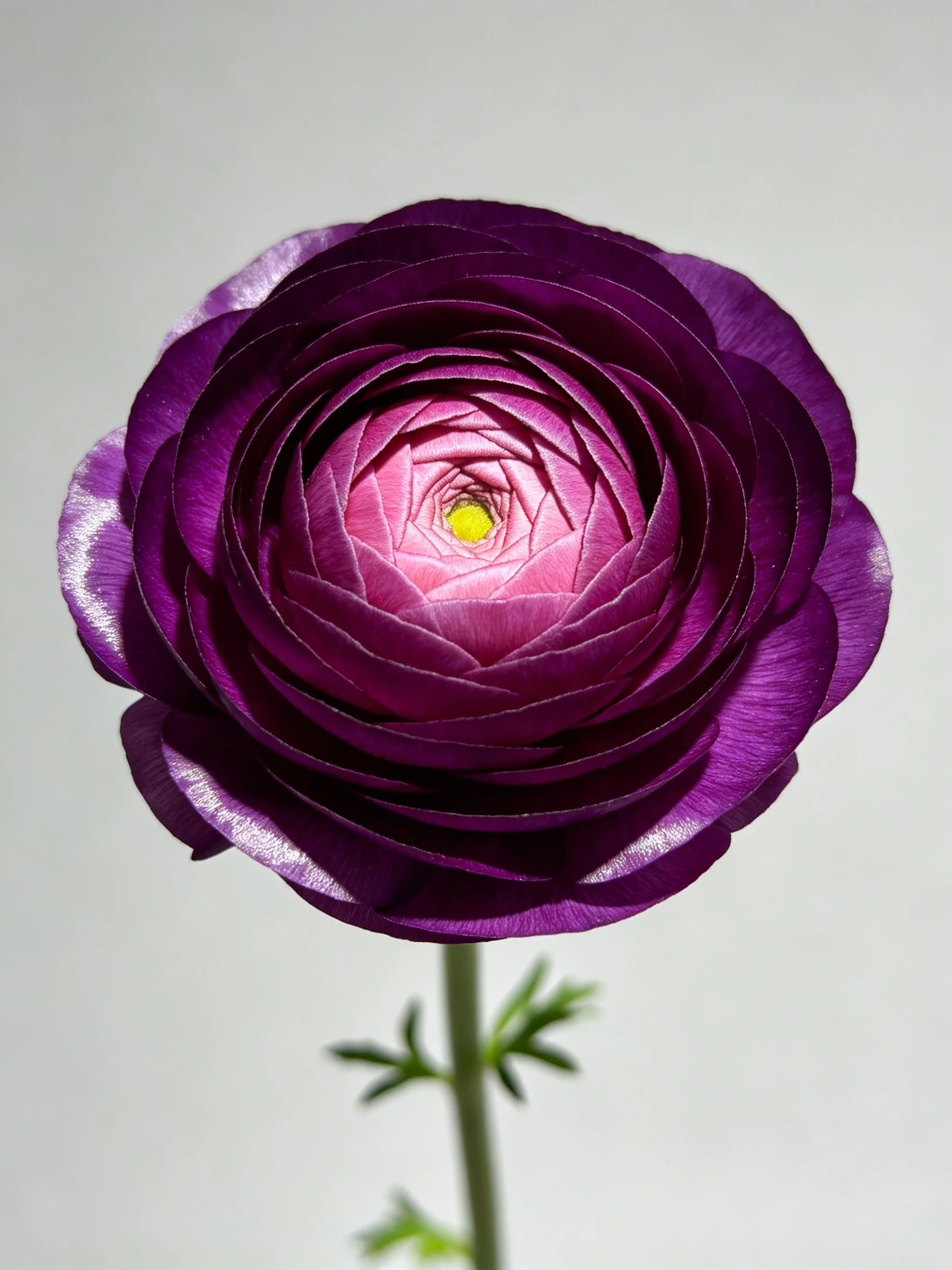 A vibrant purple ranunculus flower with layered petals and pink center