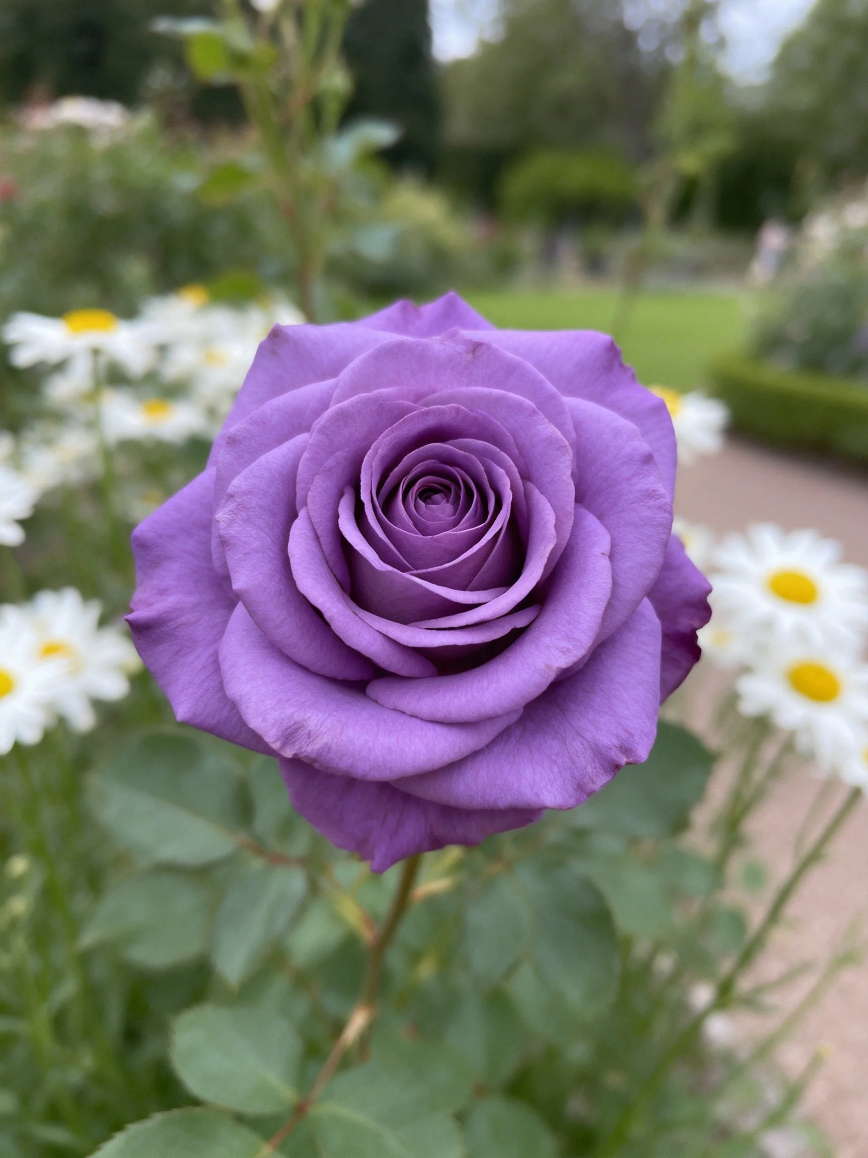 A vibrant purple rose blooms among white daisies in a garden