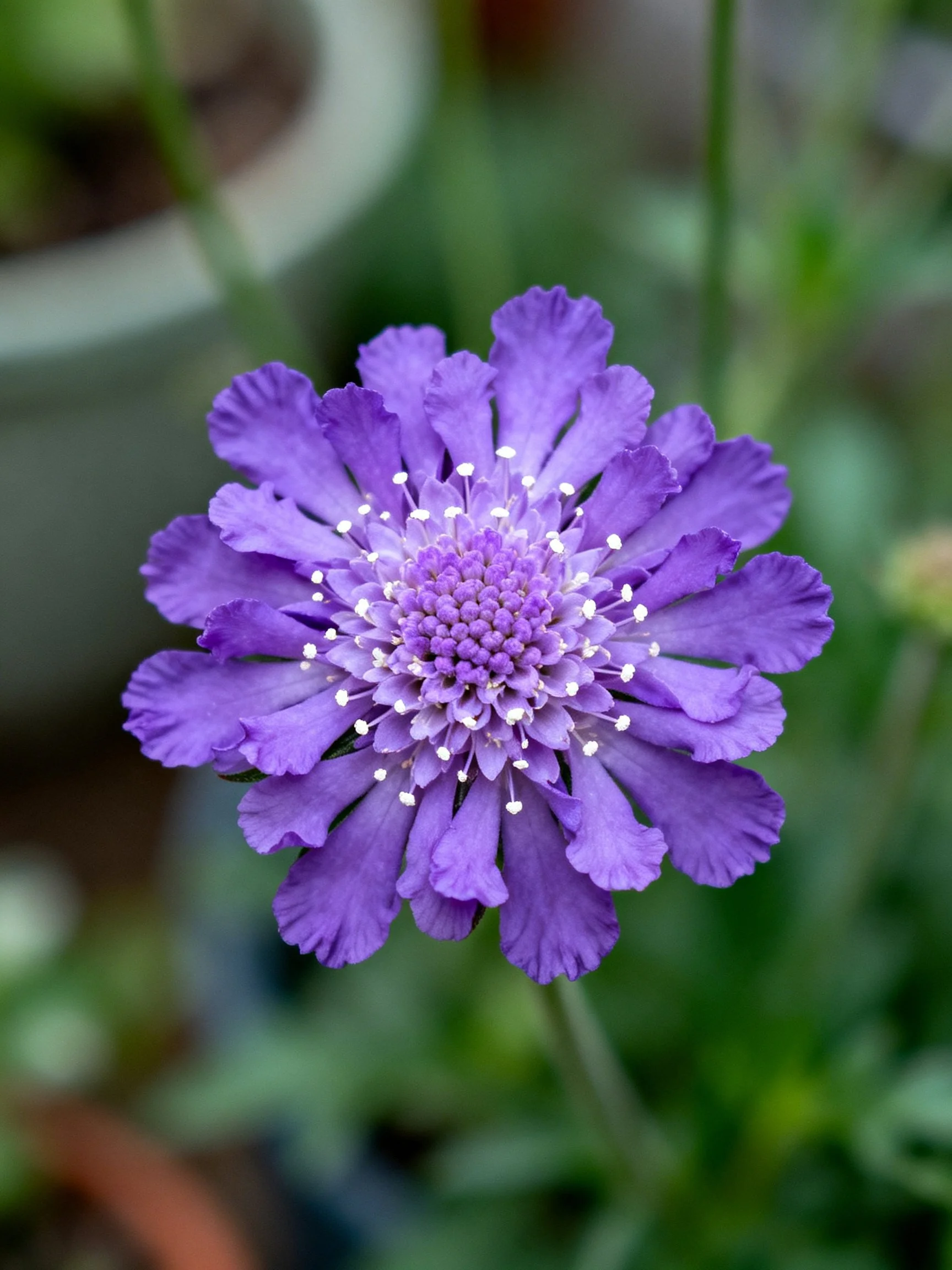 Close - up of a vibrant purple scabiosa flower with layered petals in a blurred garden.
