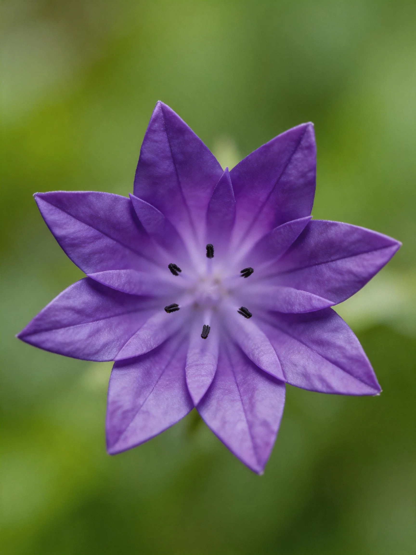 A vibrant purple star - shaped flower with layered pointed petals