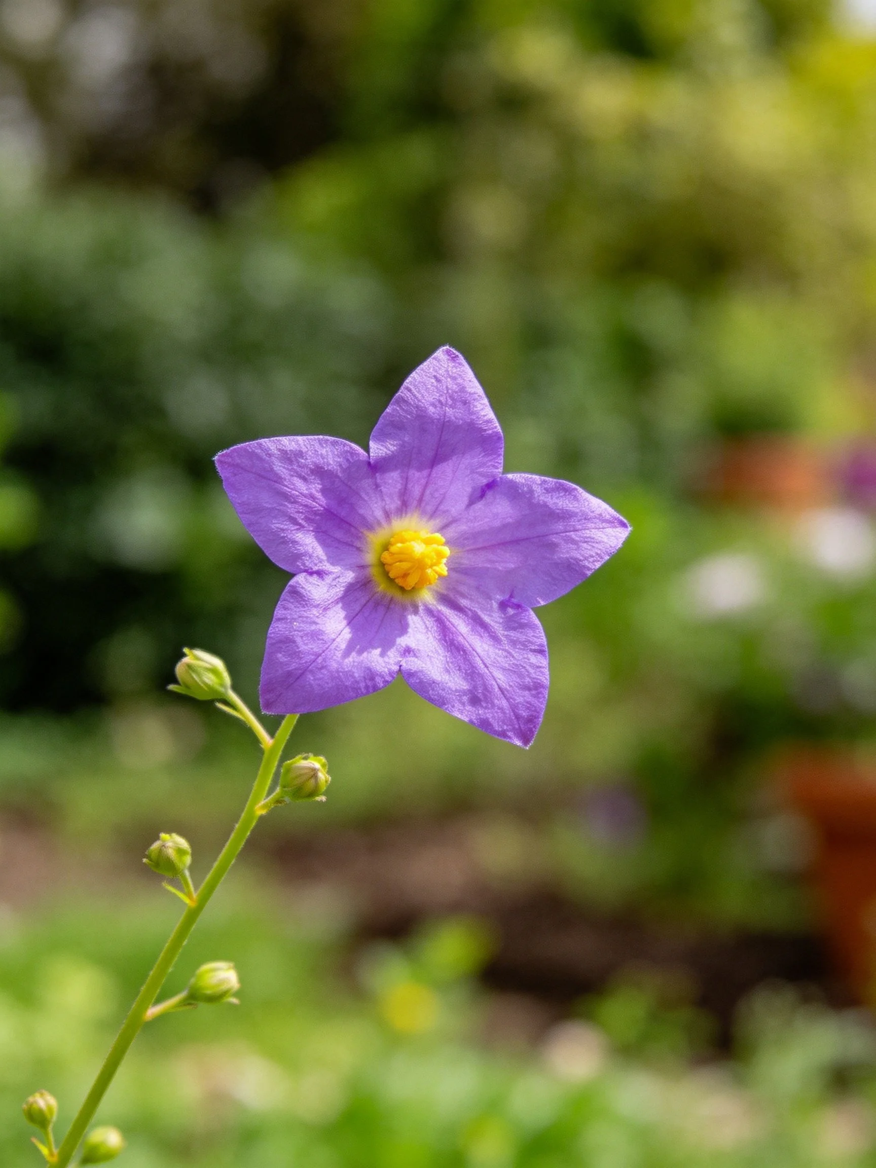 A vibrant purple star - shaped flower with yellow center