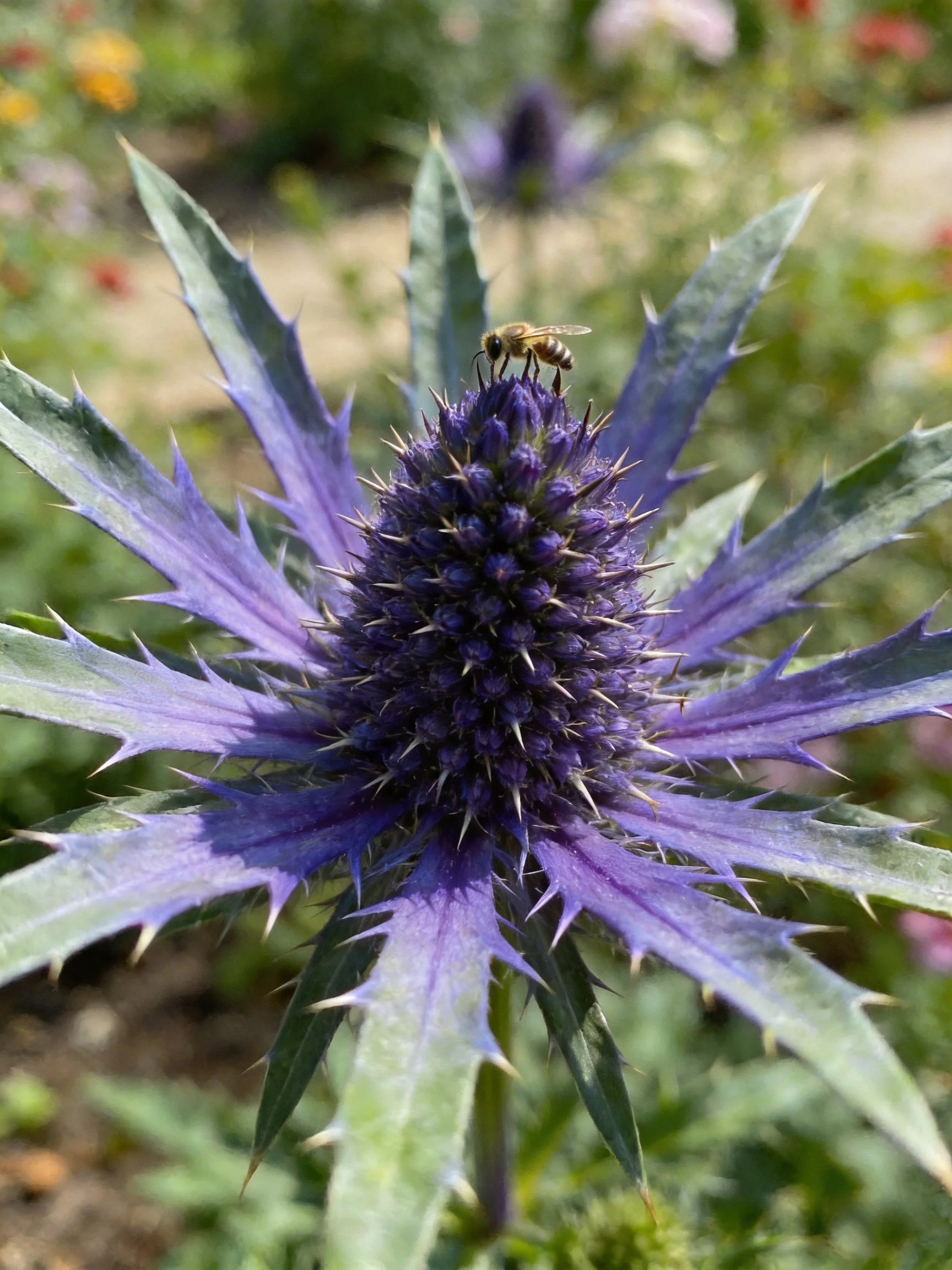 A vibrant purple thistle flower with a bee perched atop