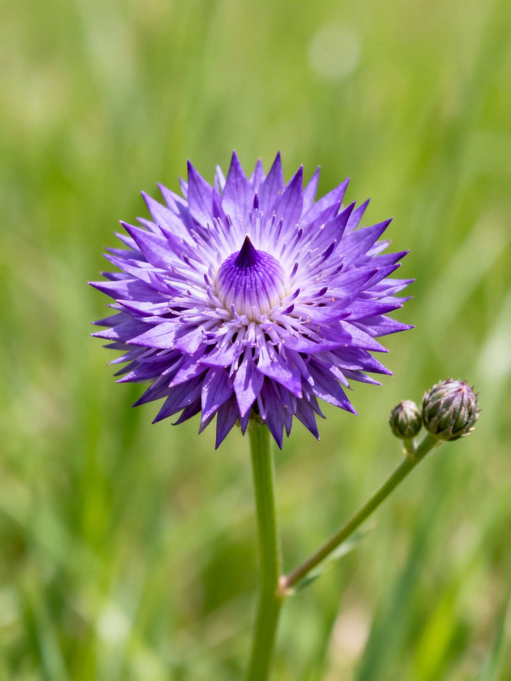 A vibrant purple thistle flower with spiky petals and two unopened buds