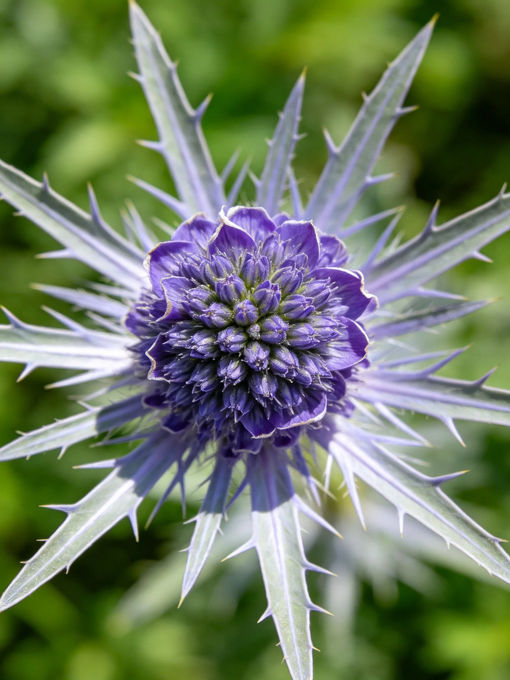 A vibrant purple thistle flower with spiky silver-gray bracts