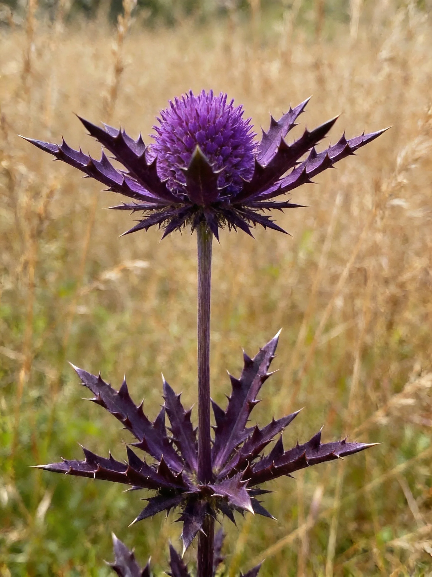 A vibrant purple thistle with spiky bracts amid golden grasses