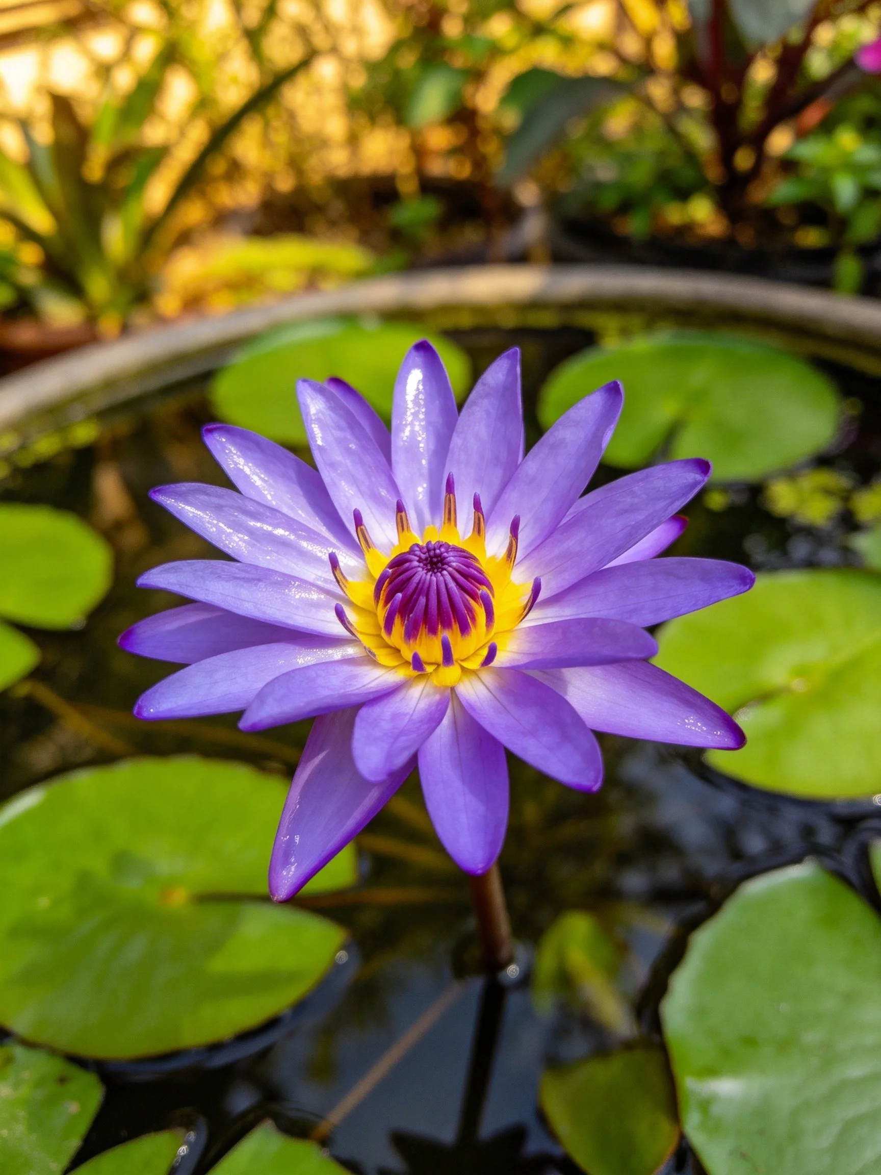 A vibrant purple water lily blooms among green lily pads