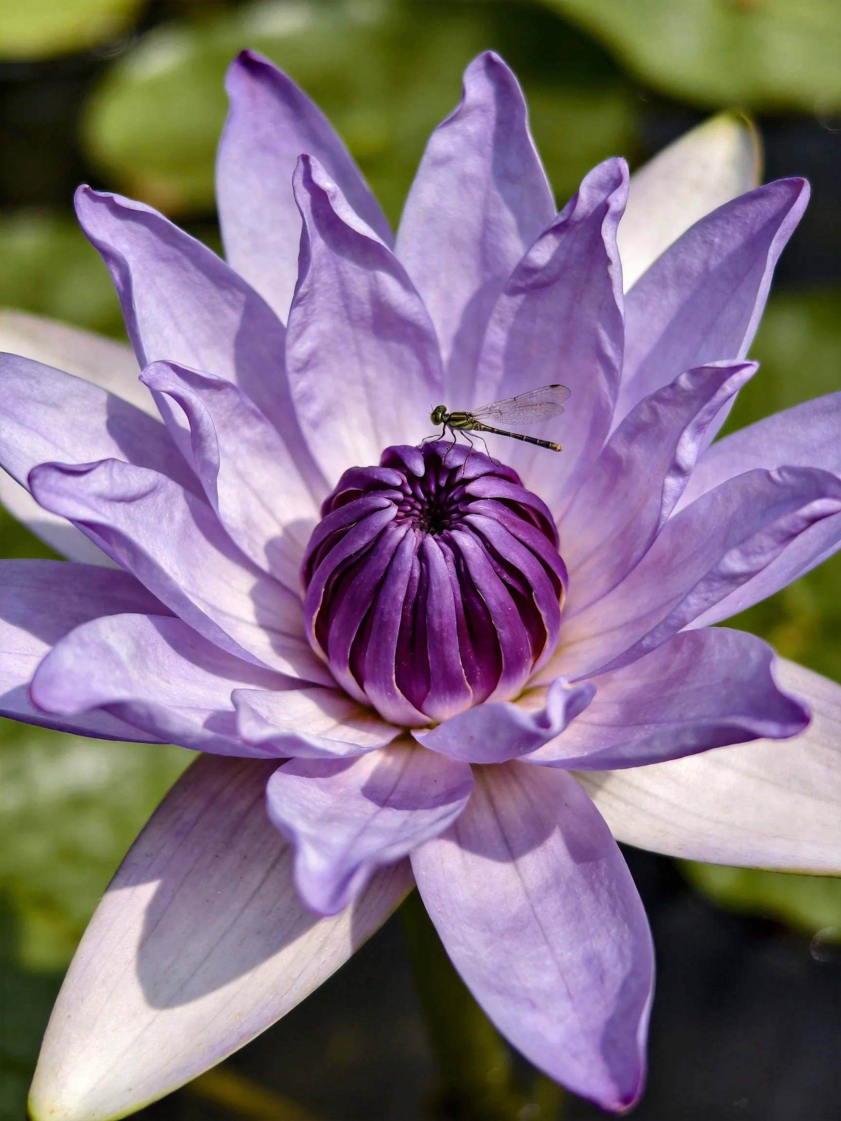 A vibrant purple water lily with a small green dragonfly