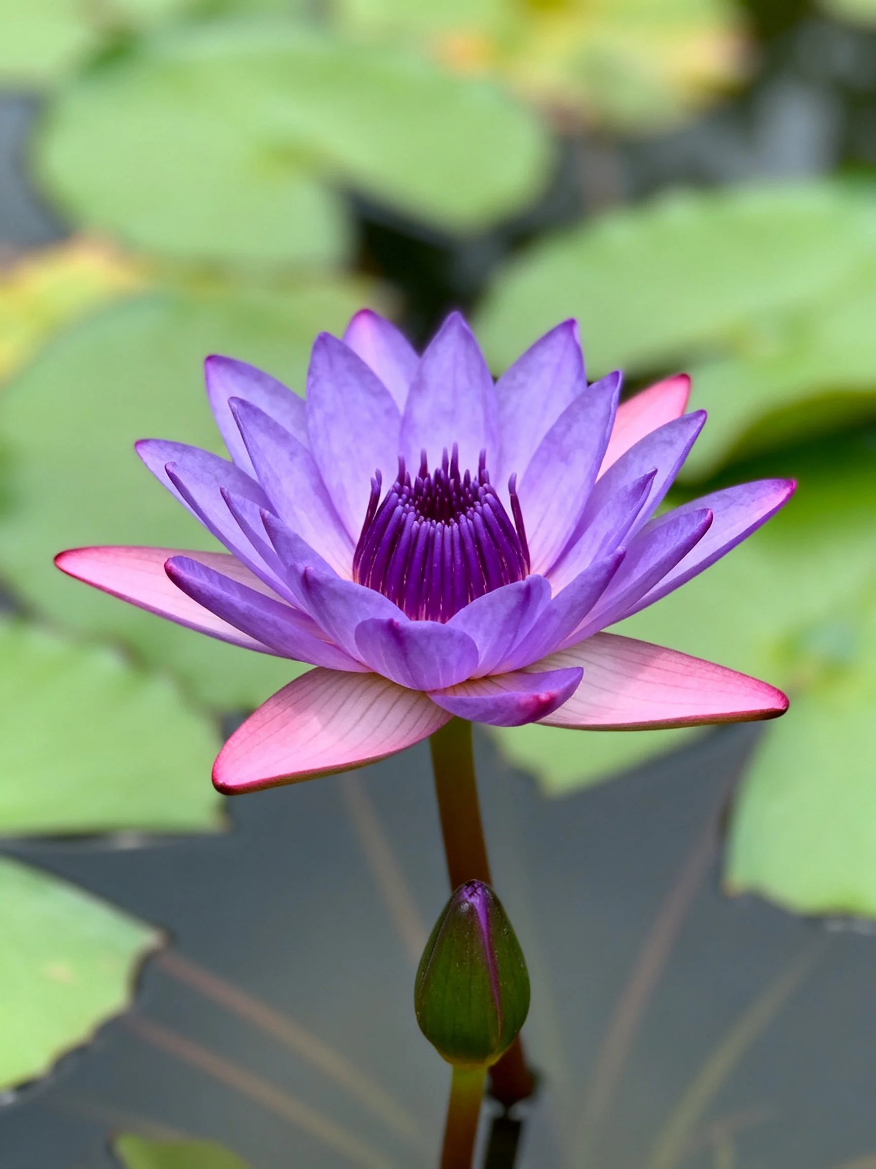 A vibrant purple water lily with pink-edged petals near green lily pads