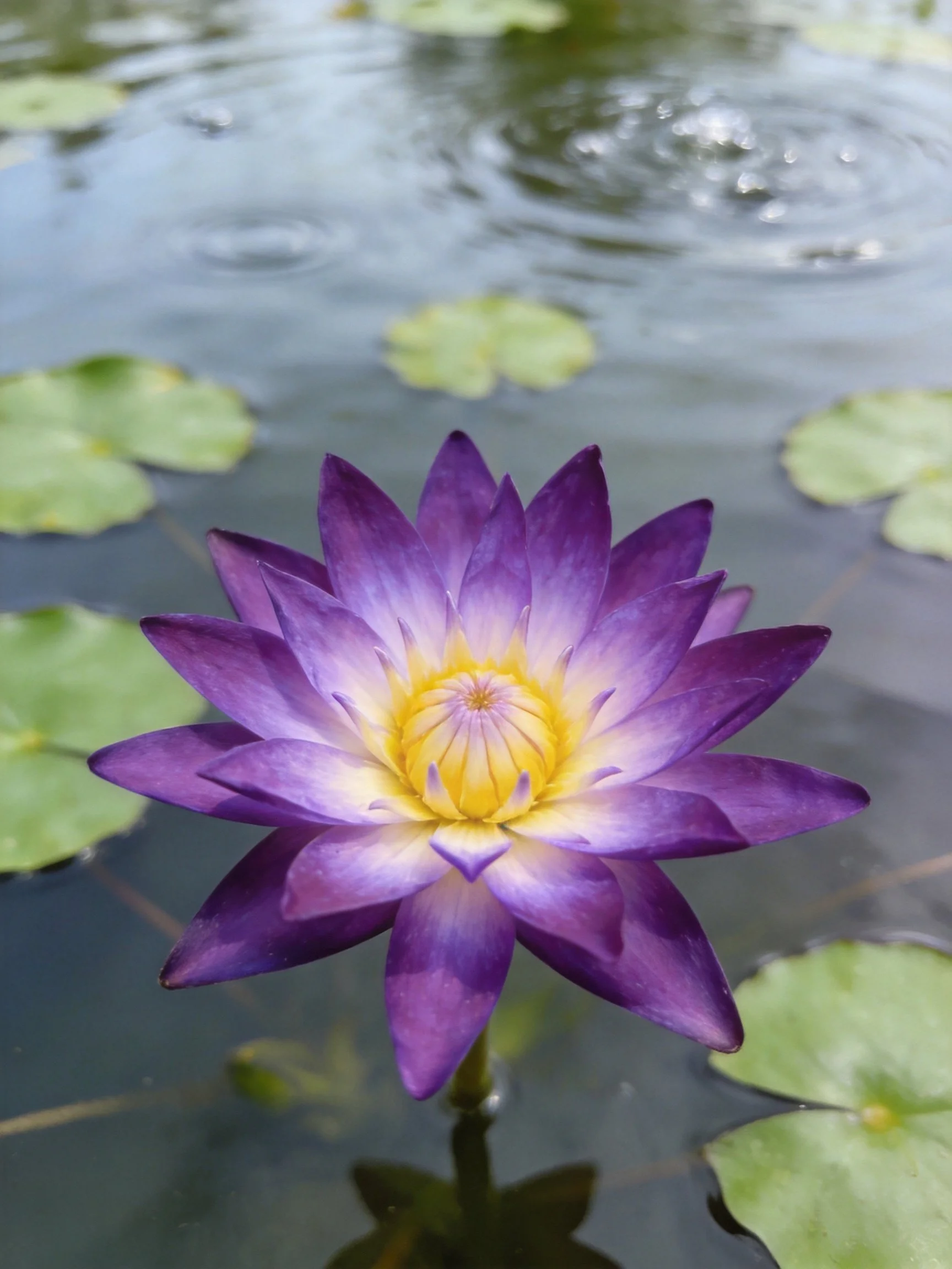 A vibrant purple water lily with yellow center among green lily pads