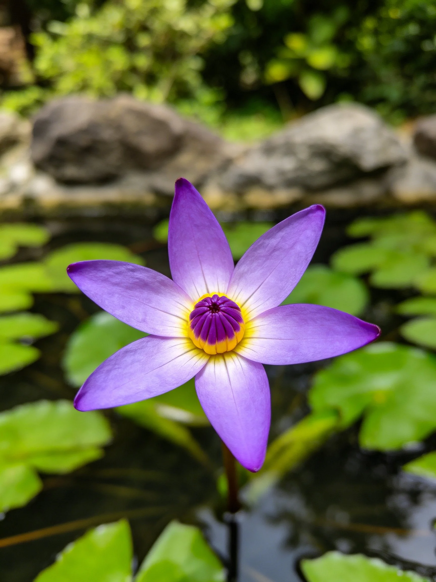A vibrant purple water lily with yellow center near green lily pads and rocks