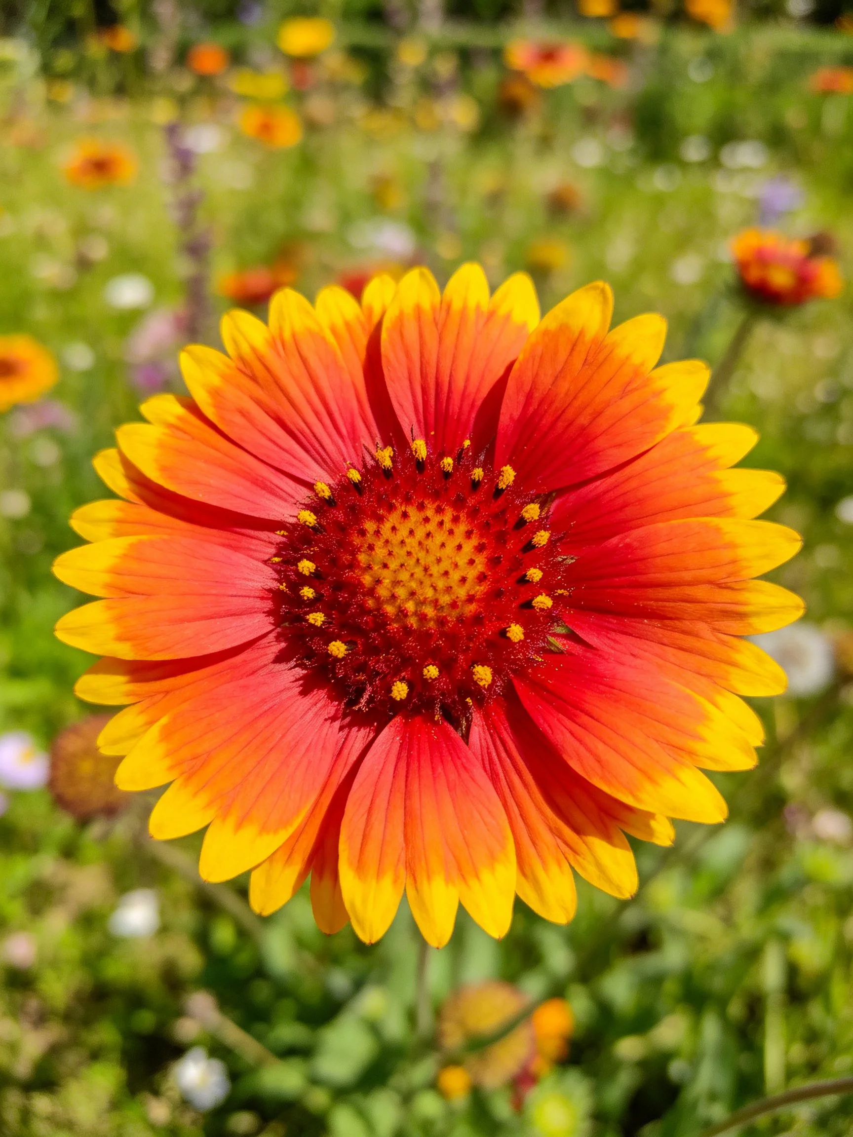 A vibrant red and orange flower with yellow petal tips