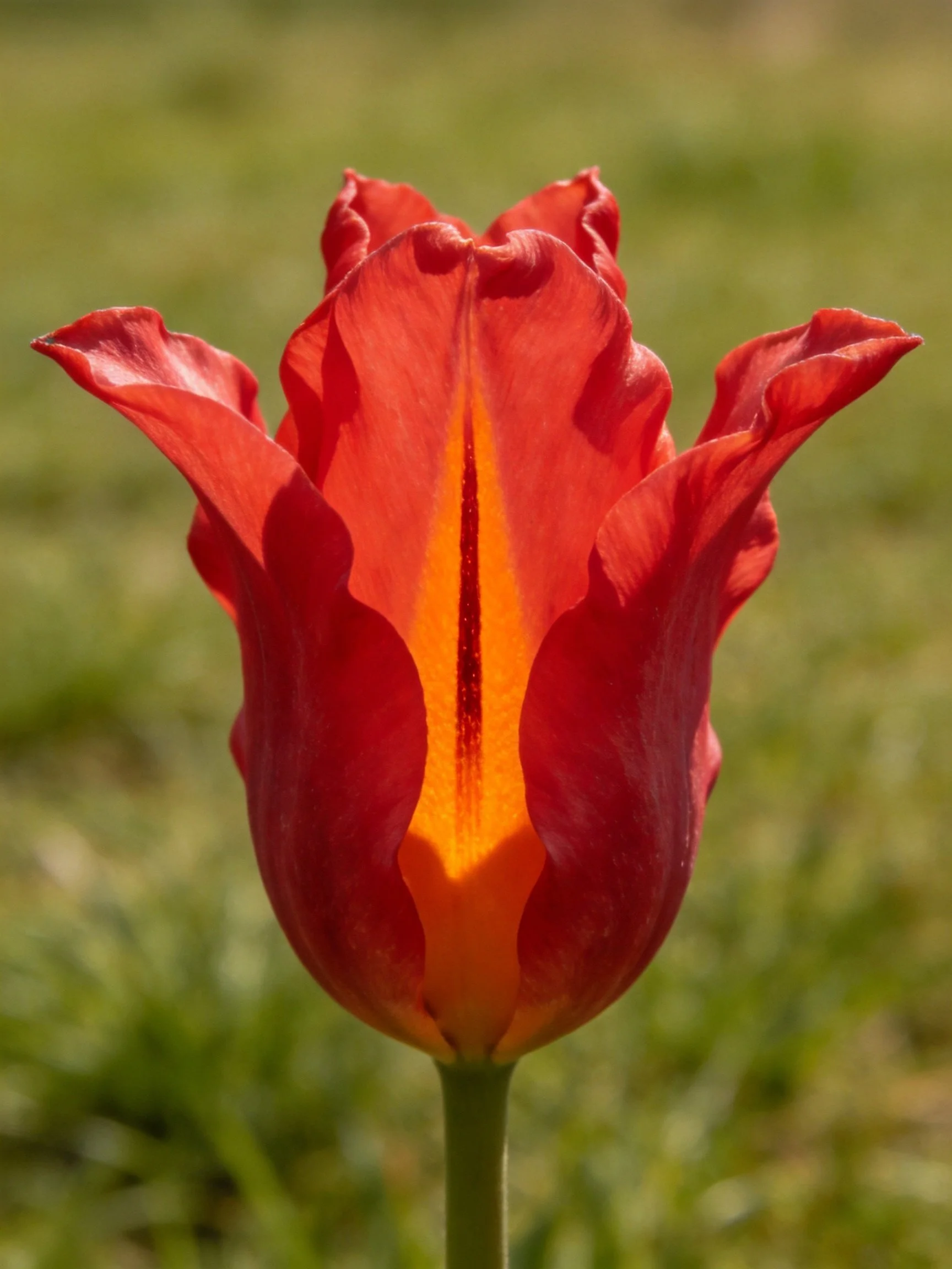 A vibrant red and orange tulip with ruffled petals