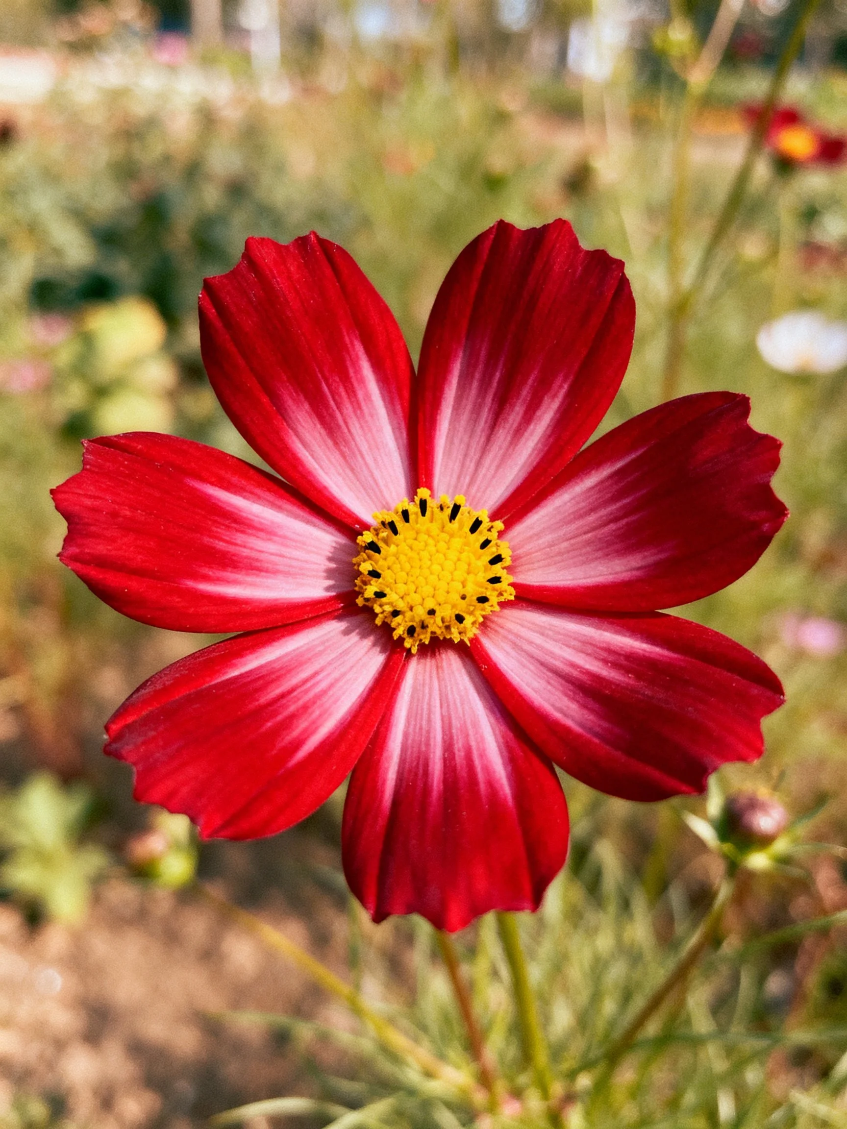 A vibrant red and pink cosmos flower with a yellow center